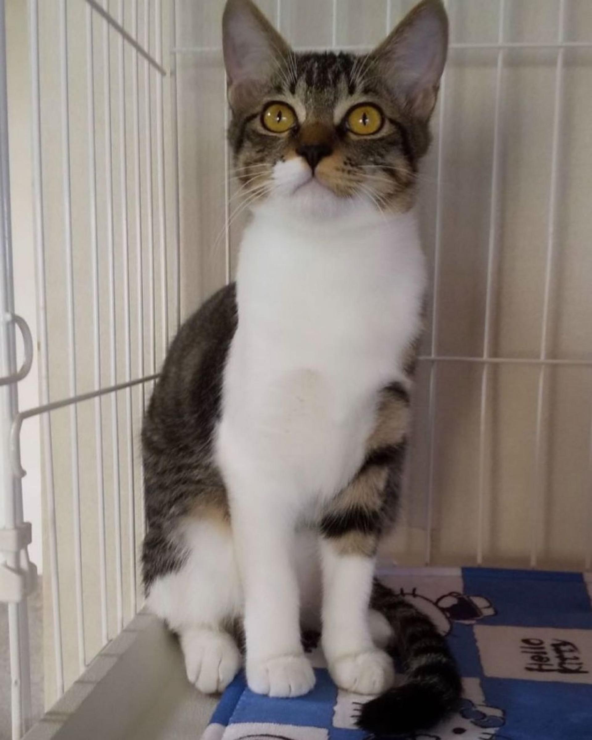 pet-image-4