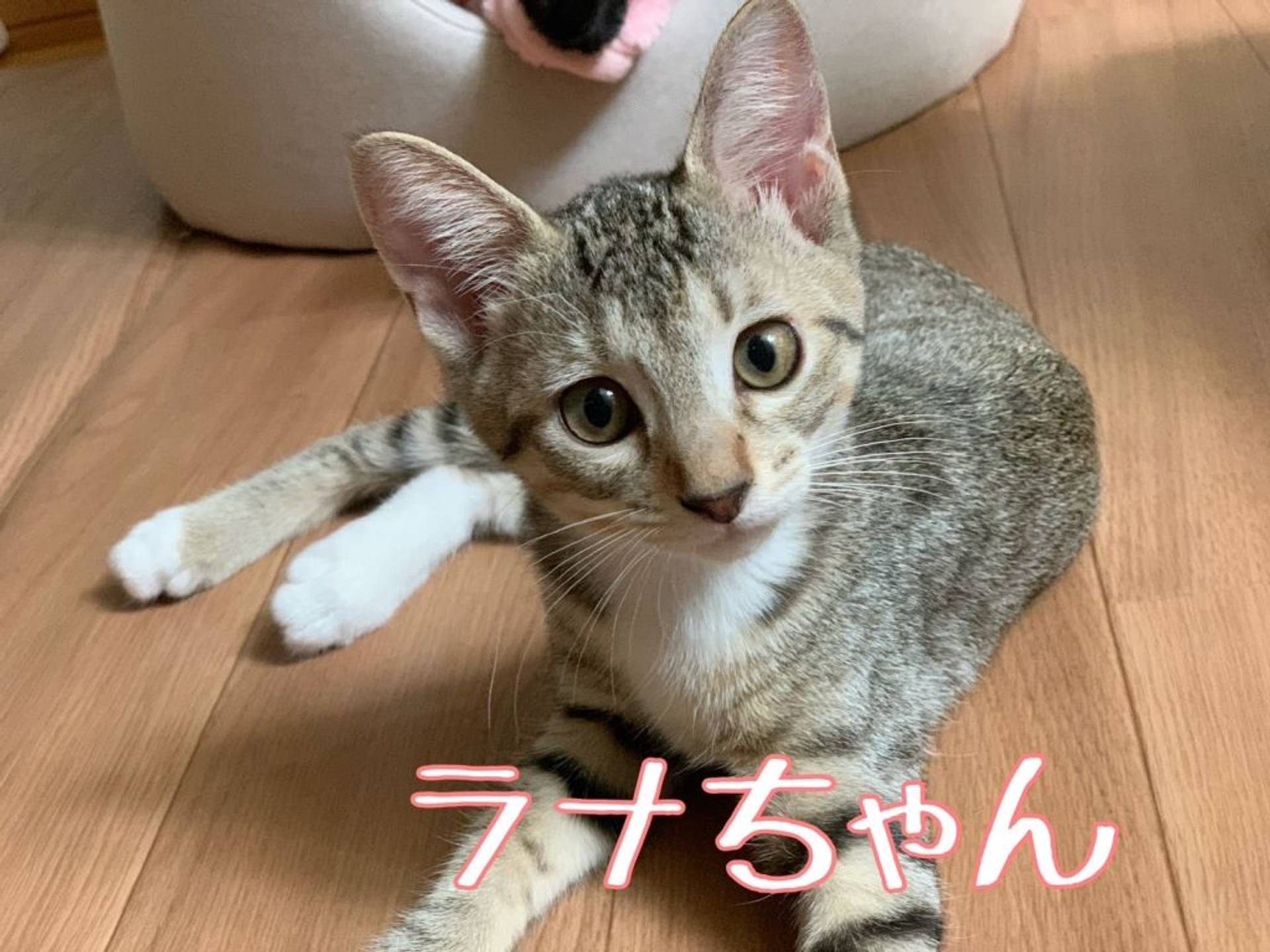 日本猫・メスの里親募集の写真