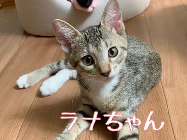 ラナちゃんの写真
