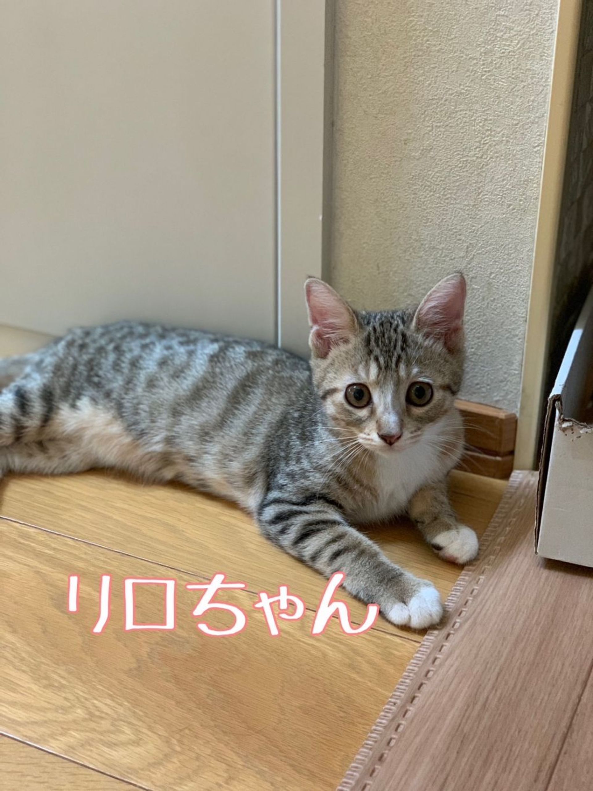 日本猫・メスの里親募集の写真