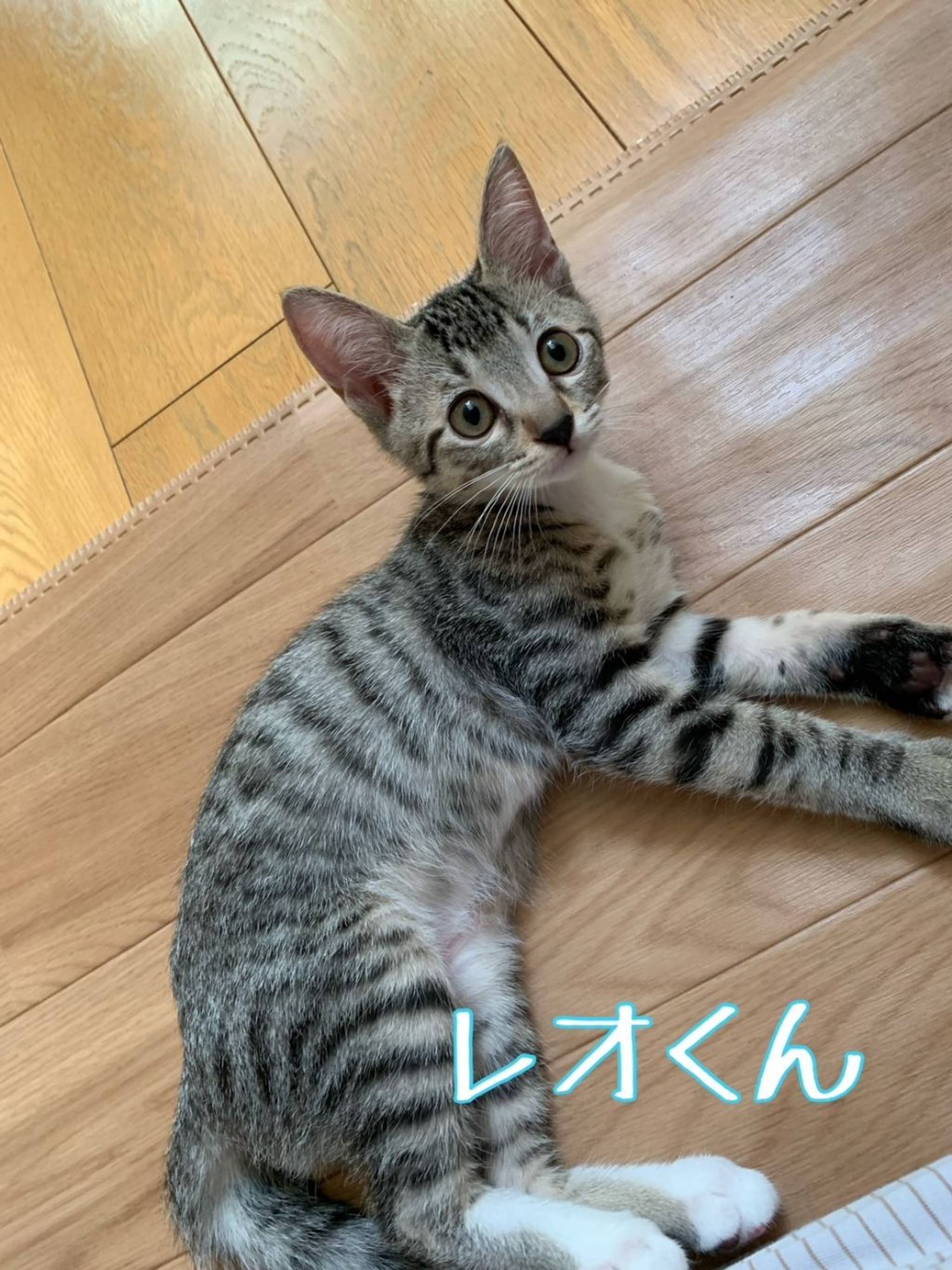 日本猫・オスの里親募集の写真