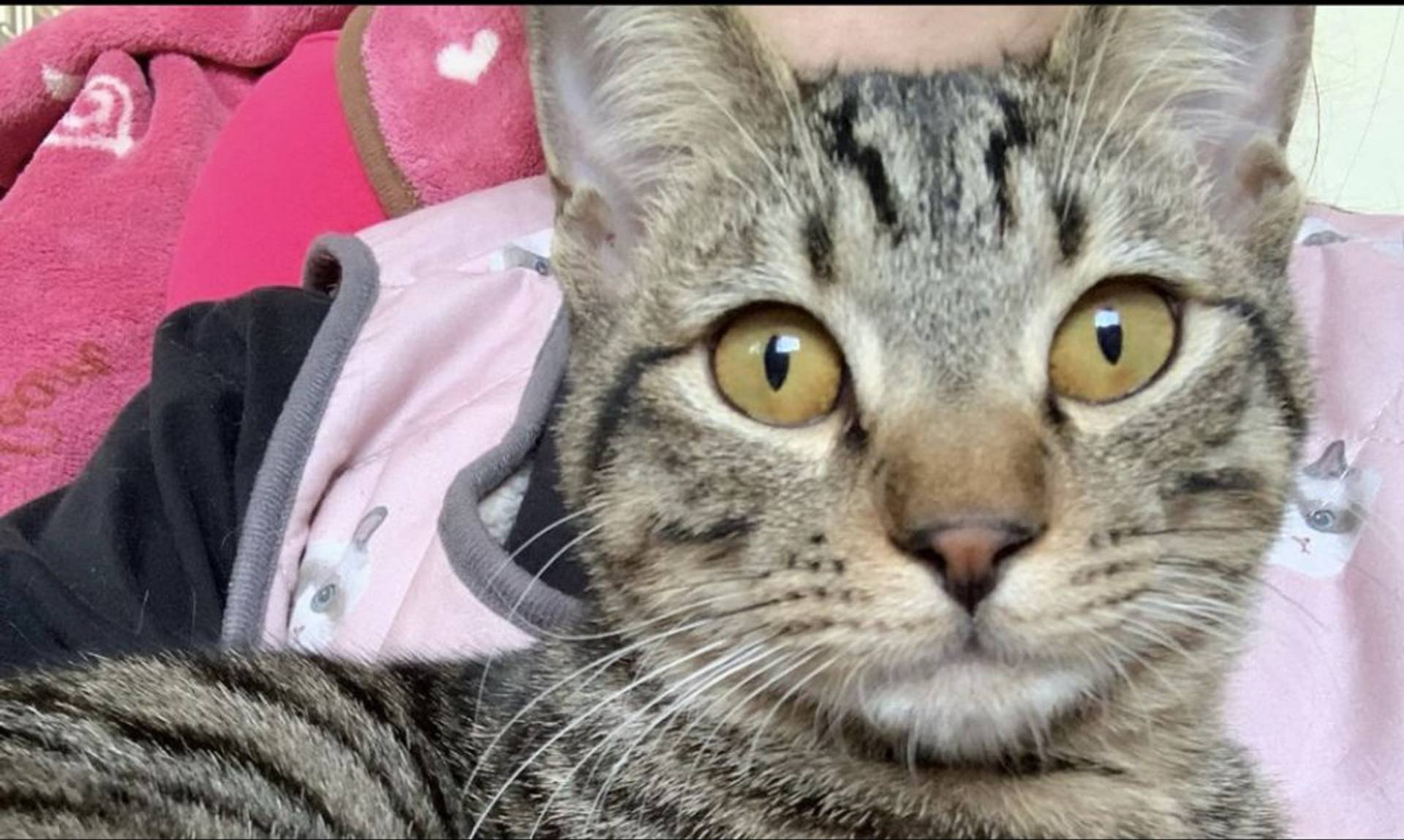 日本猫・オスの里親募集の写真