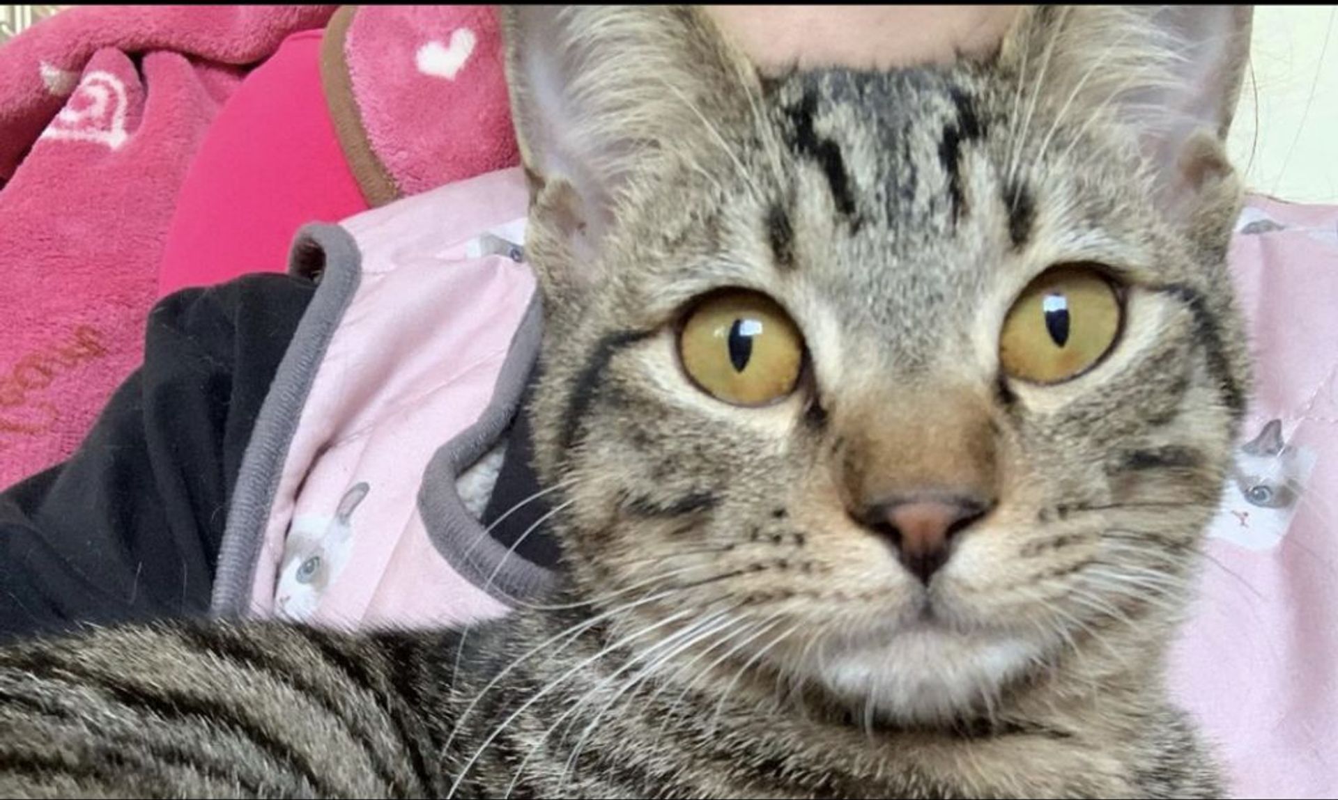 日本猫・オスの里親募集の写真
