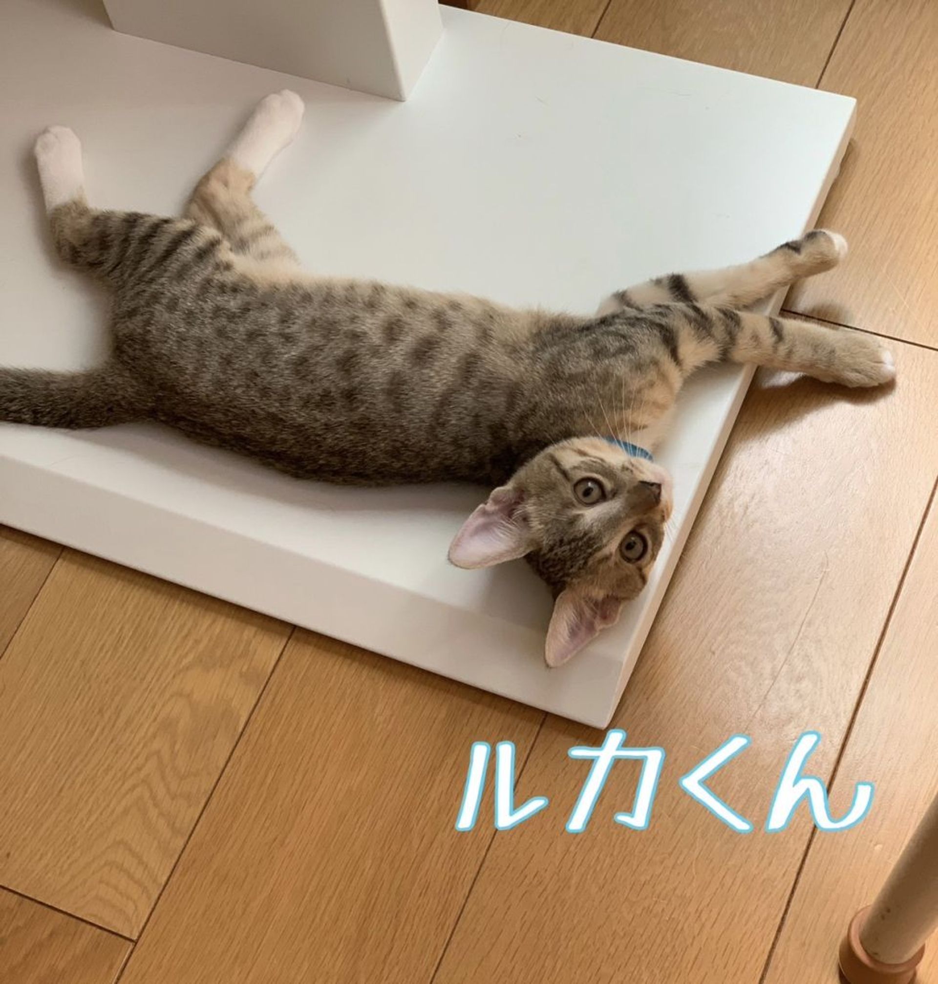 日本猫・オスの里親募集の写真