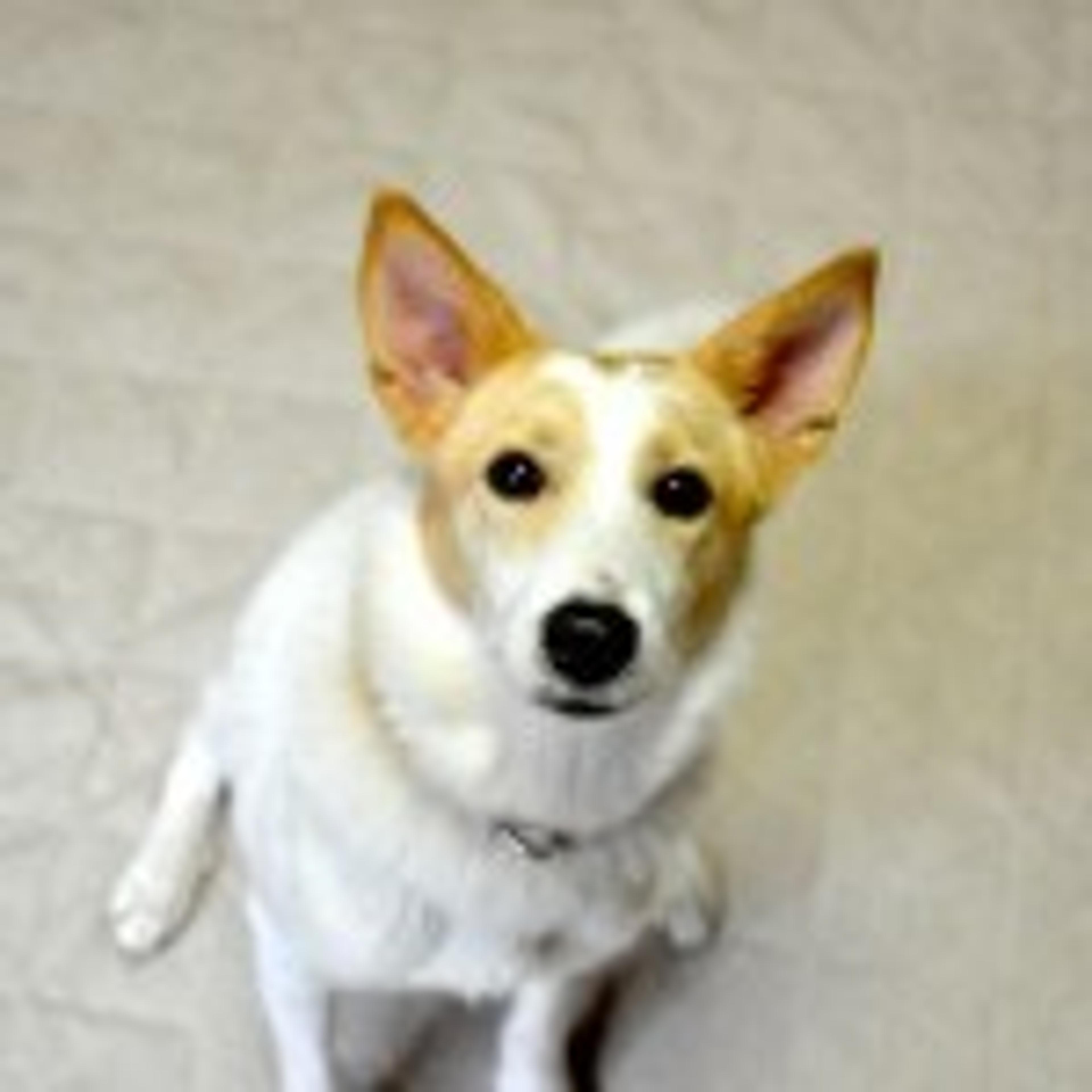 pet-image-2