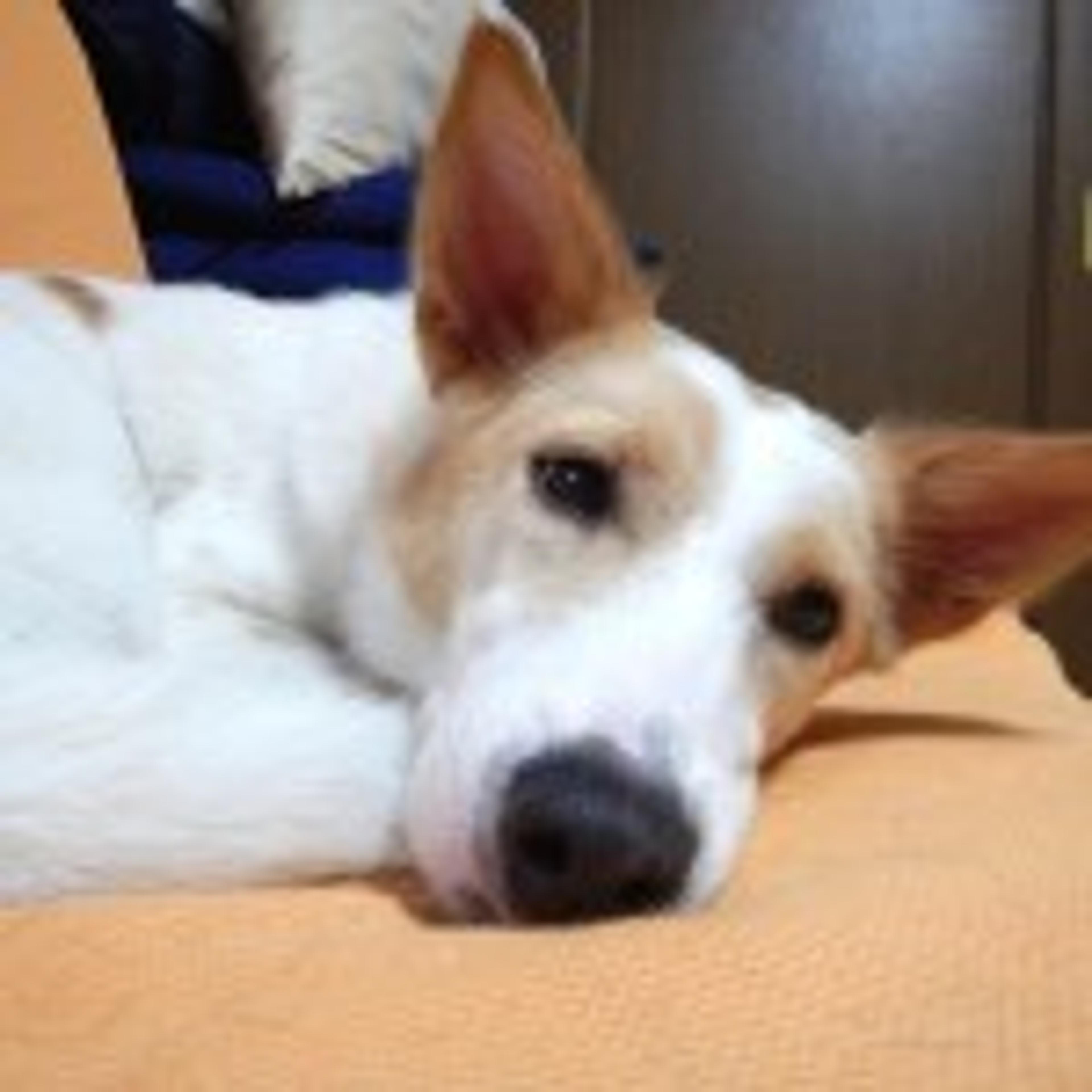 pet-image-3