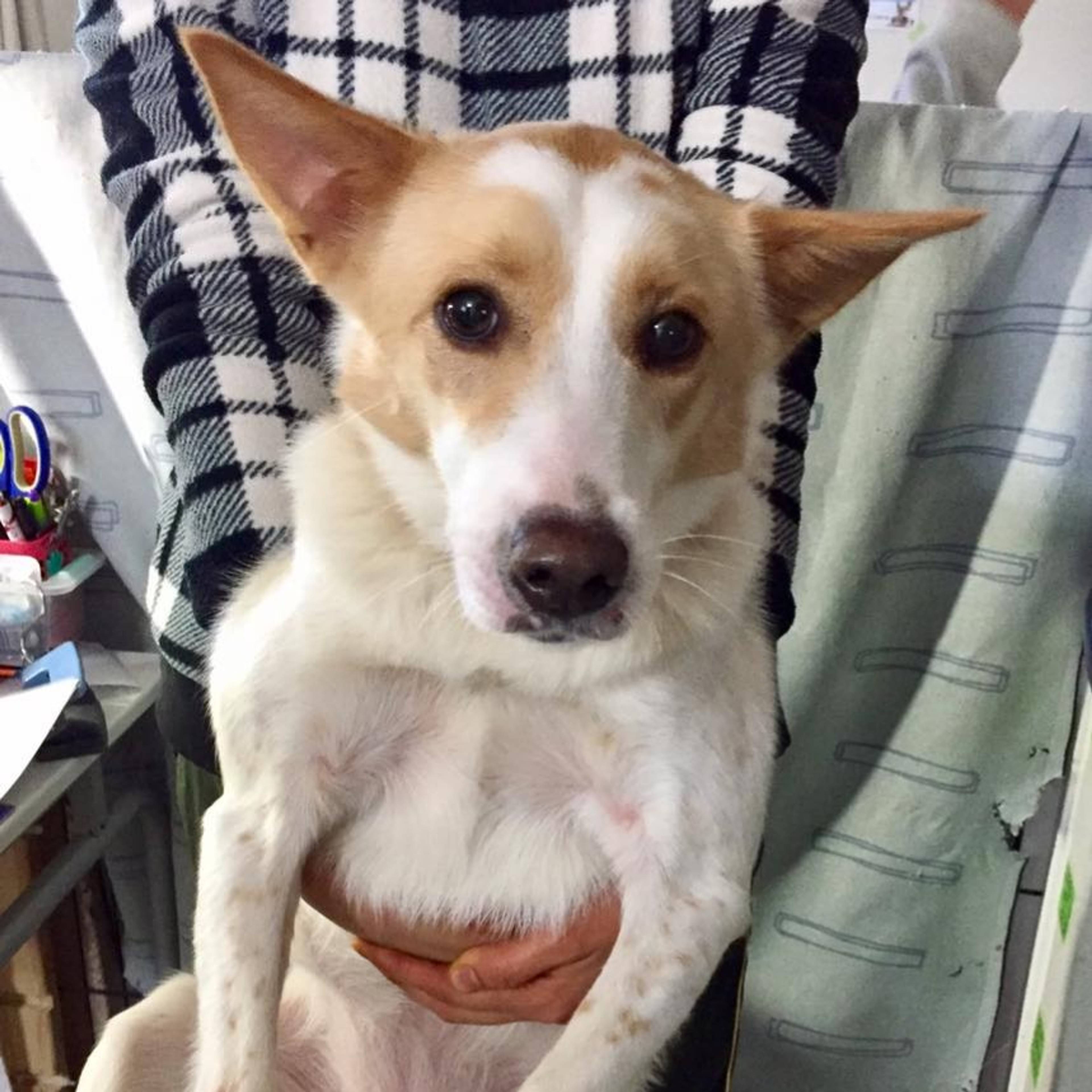 雑種（ミックス犬）・メスの里親募集の写真