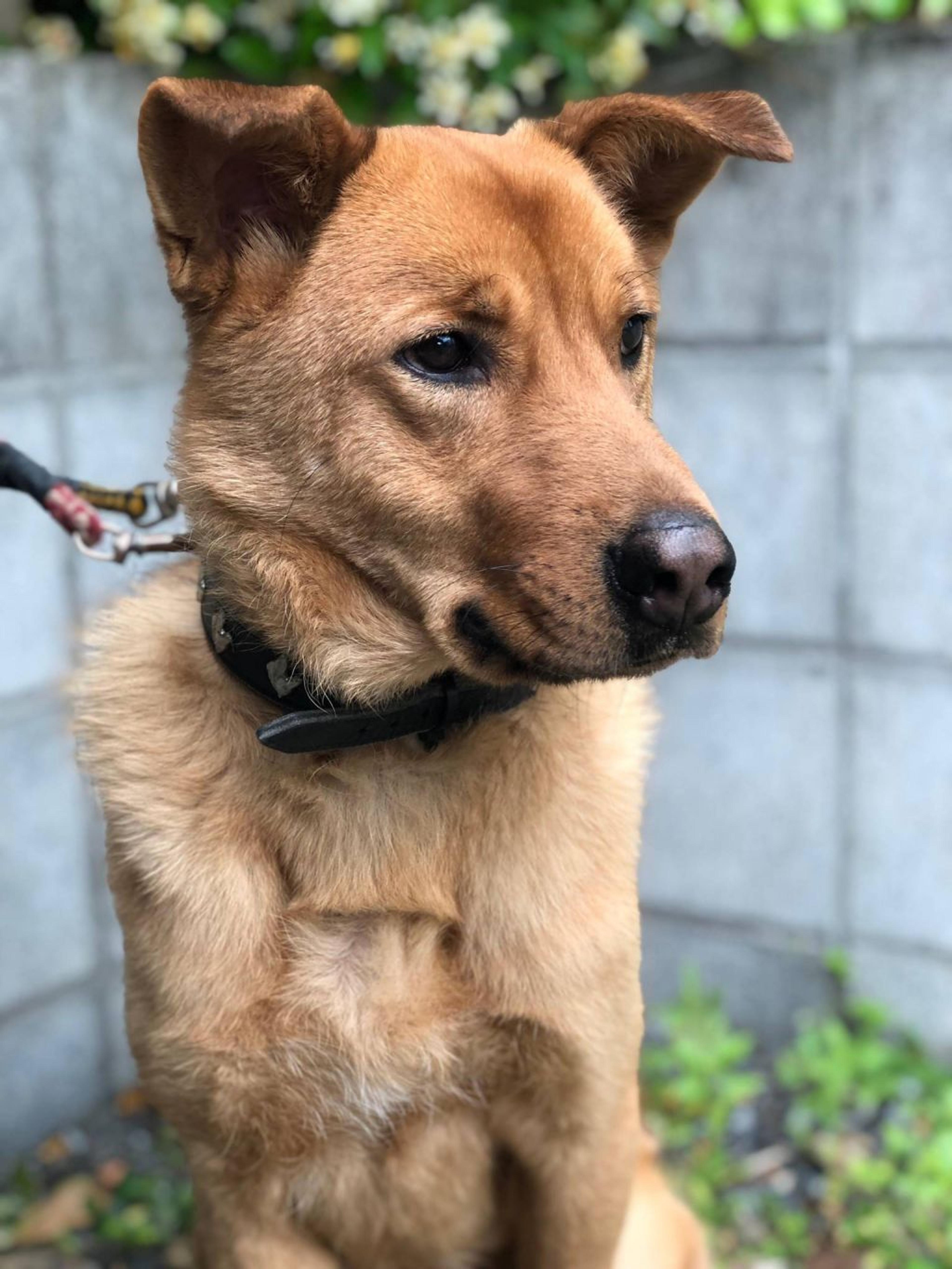 pet-image-2