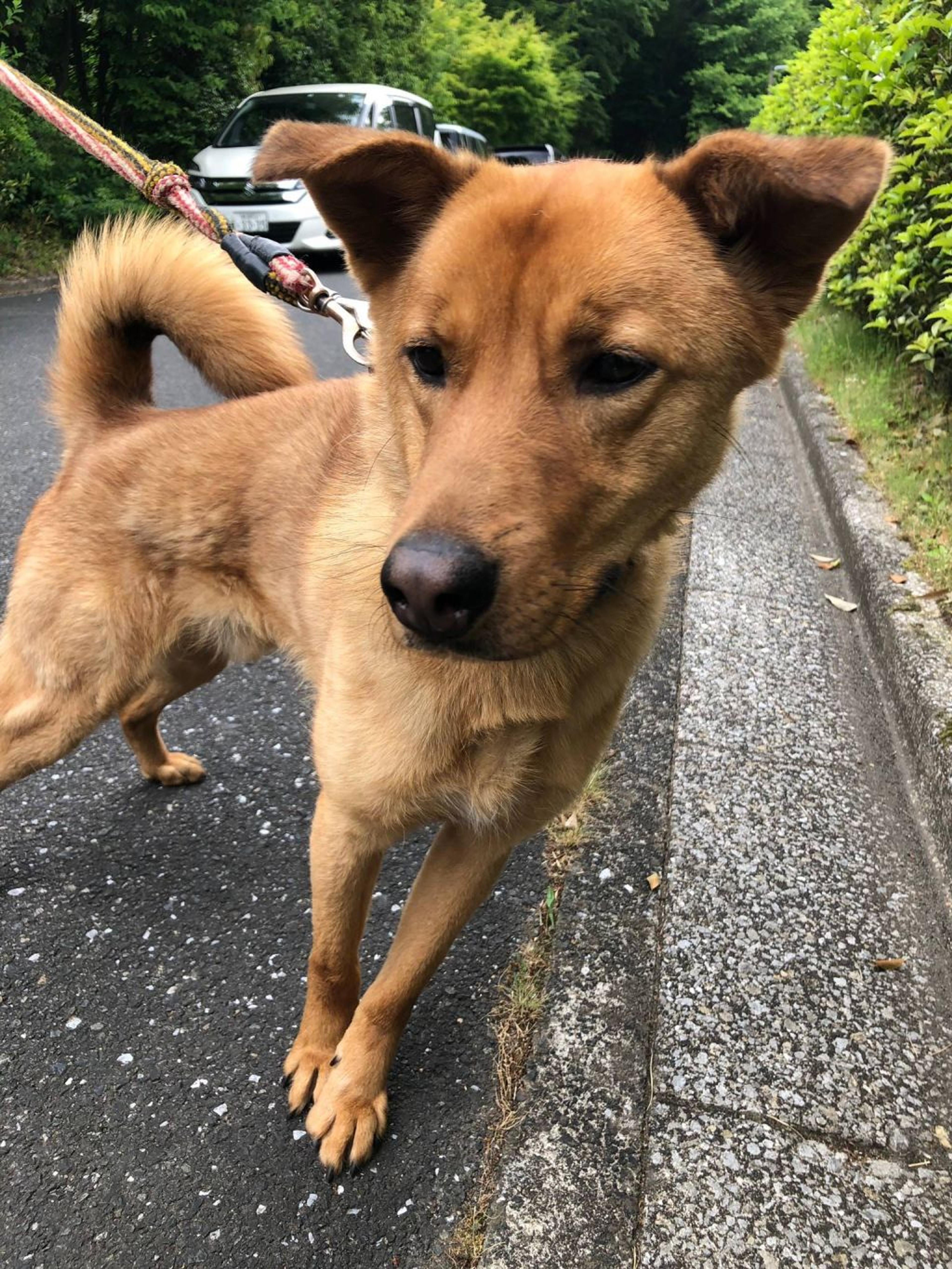 pet-image-3