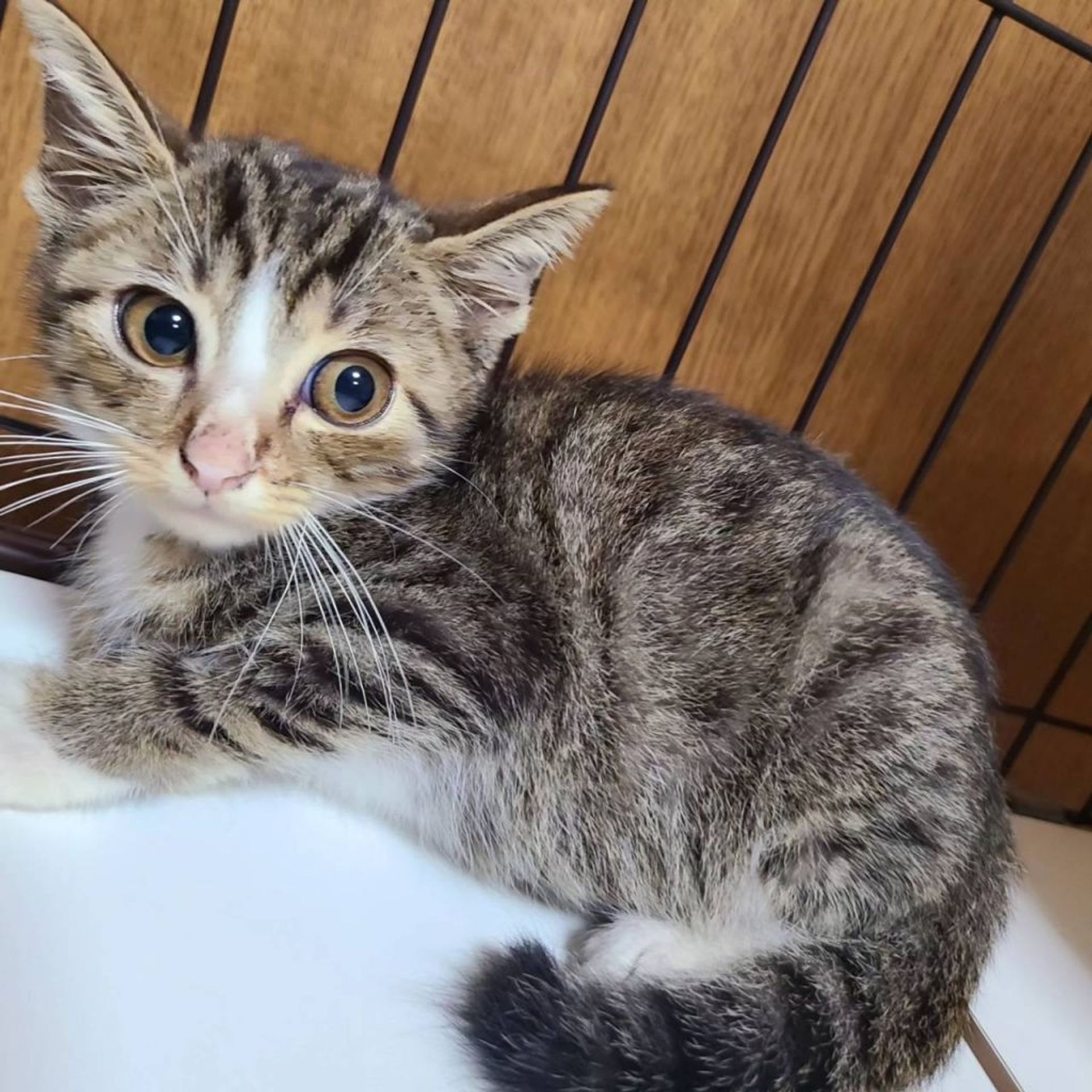 日本猫・オスの里親募集の写真