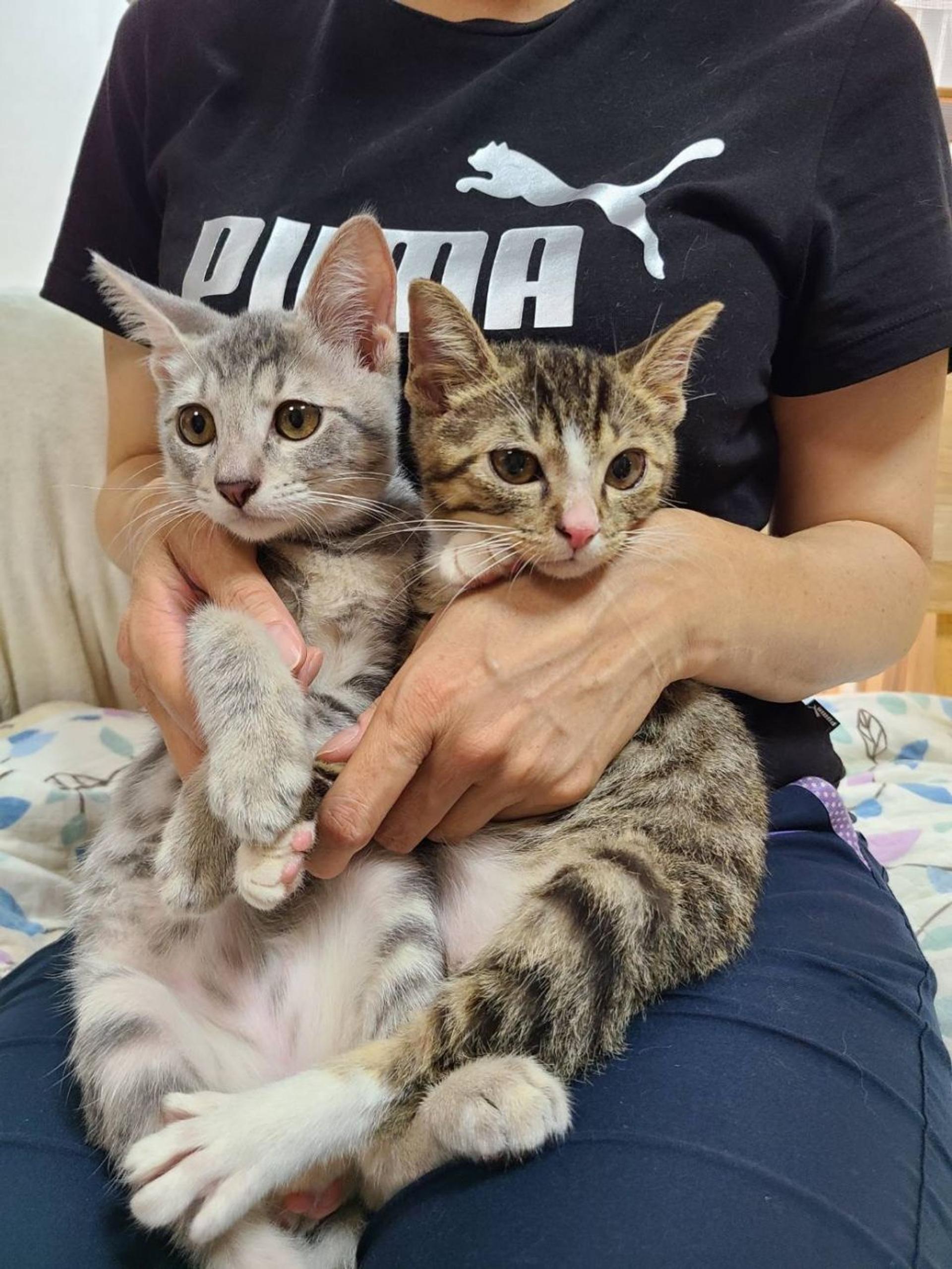 pet-image-4