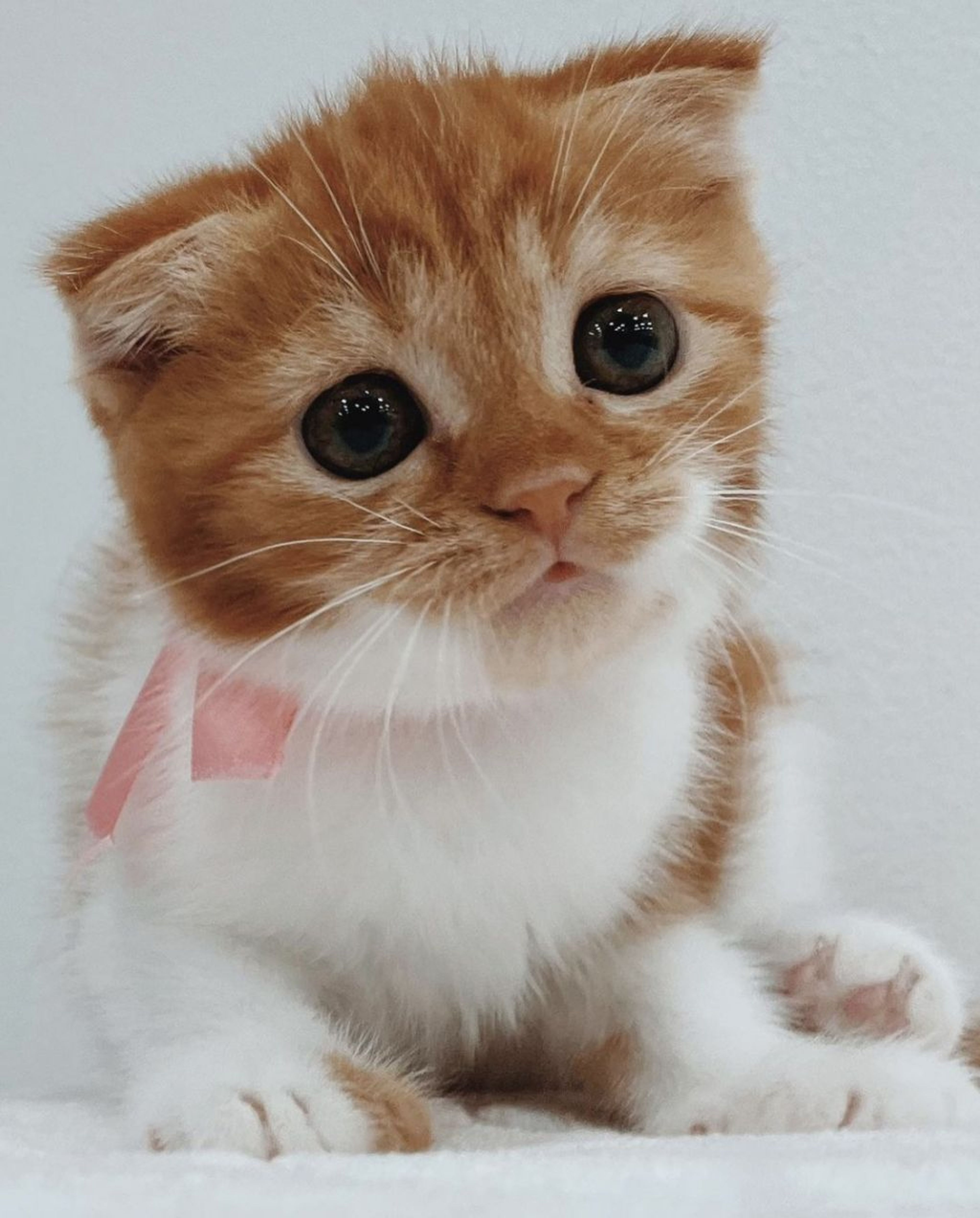 スコティッシュフォールド・メスの里親募集の写真