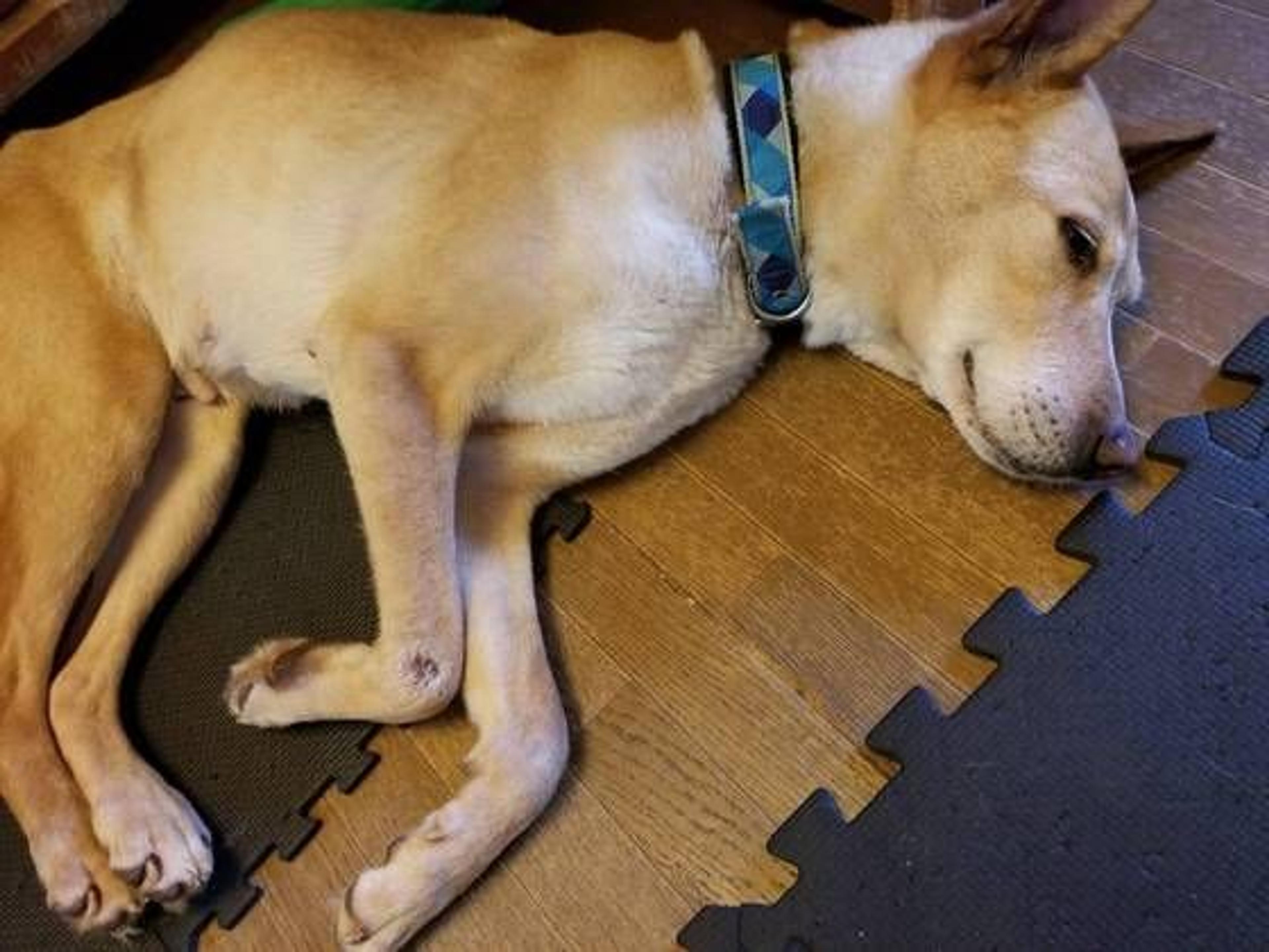 pet-image-3