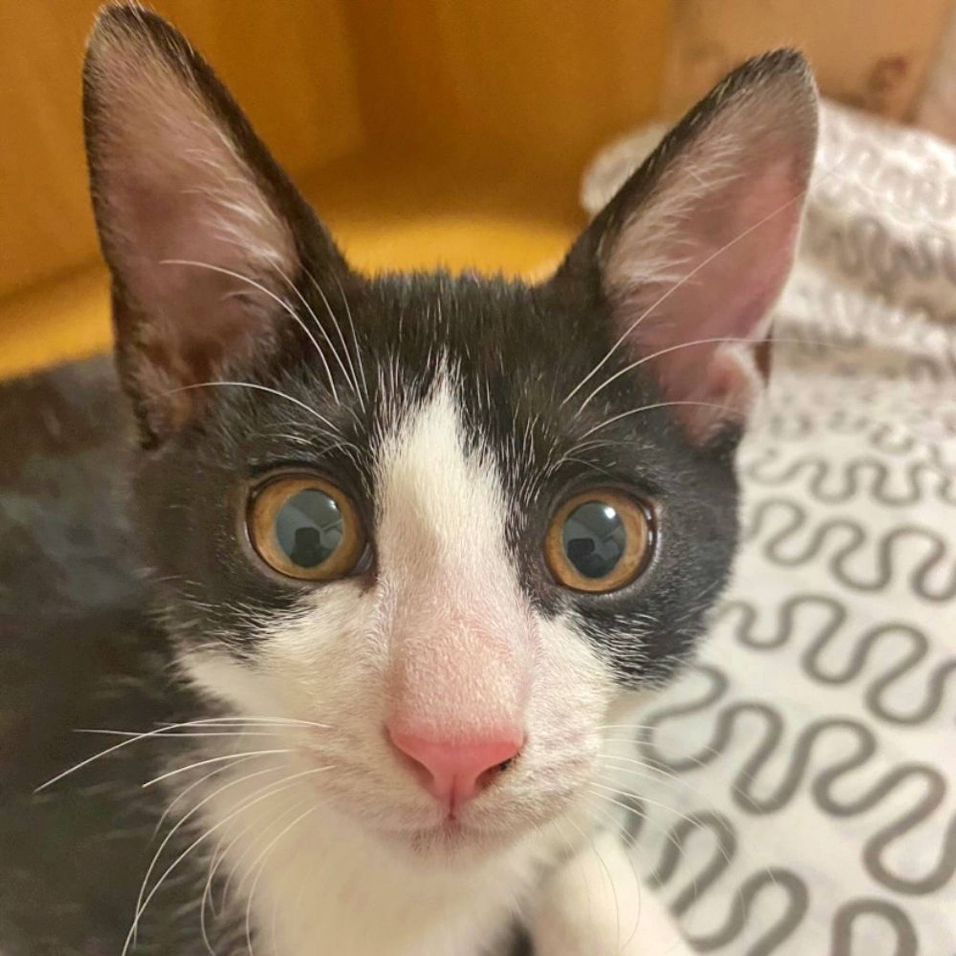 雑種（ミックス猫）・オスの里親募集の写真