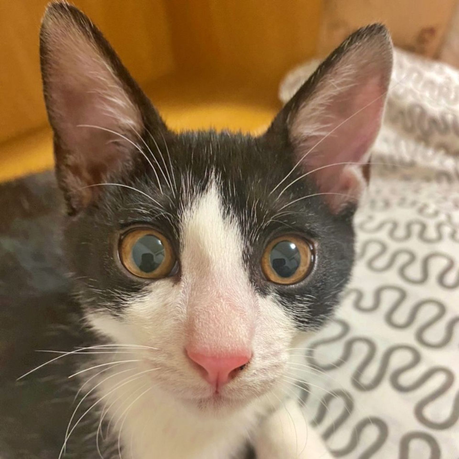 雑種（ミックス猫）・オスの里親募集の写真