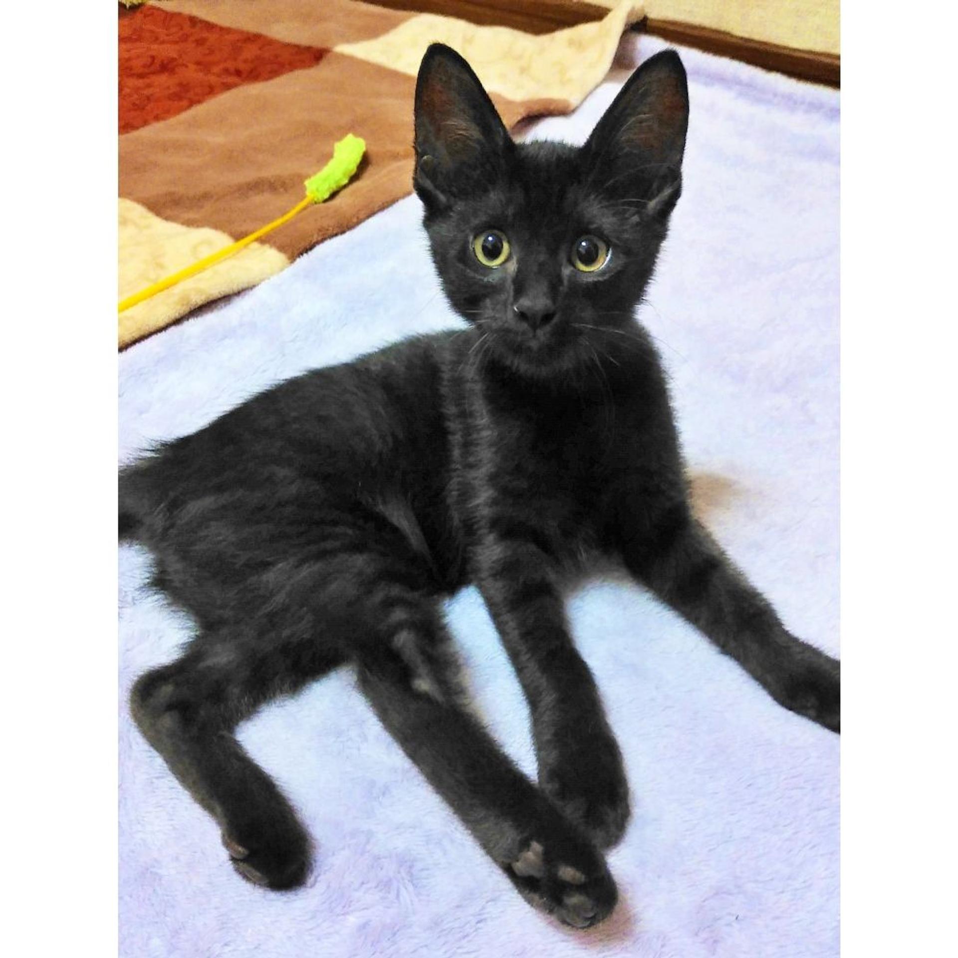 pet-image-3