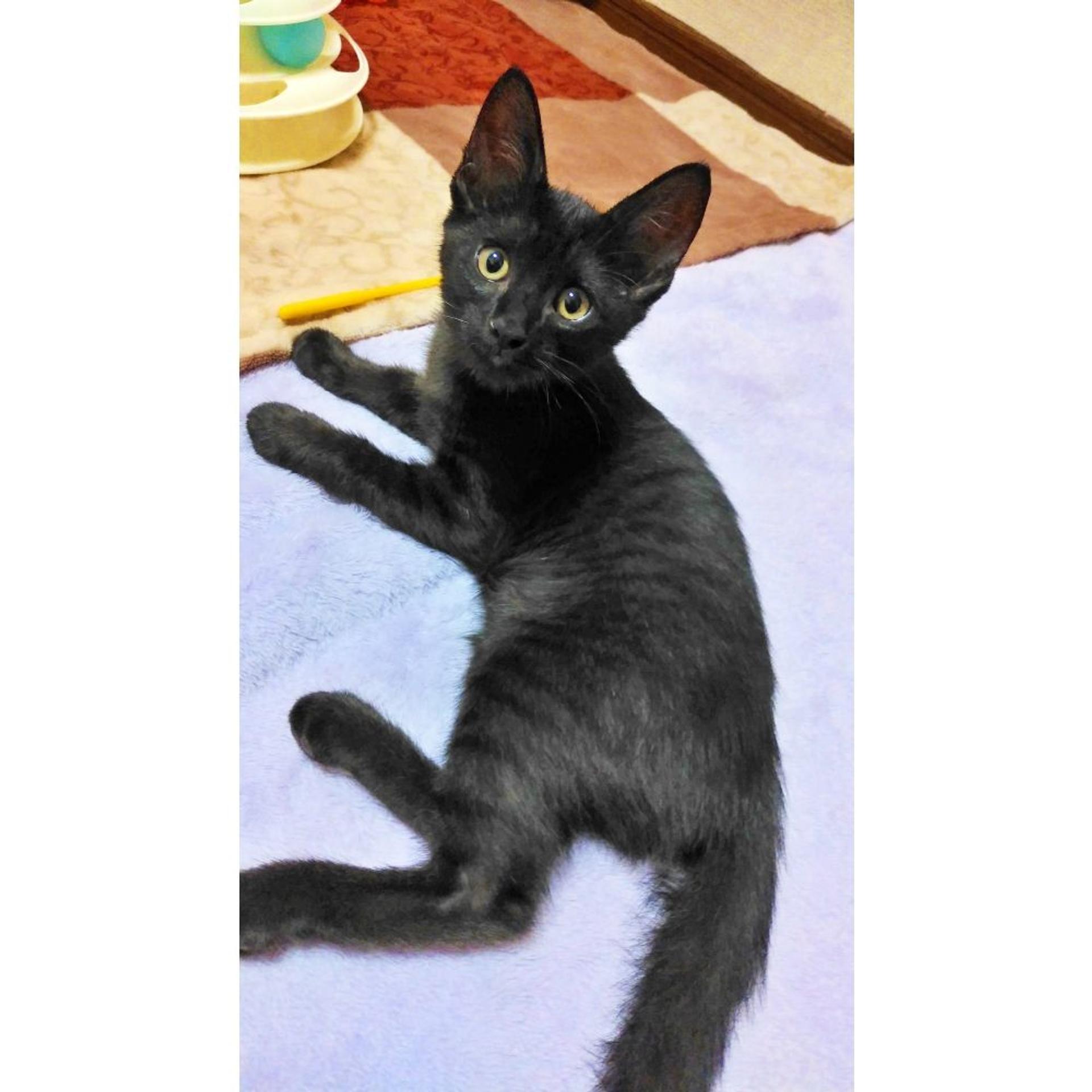 pet-image-4