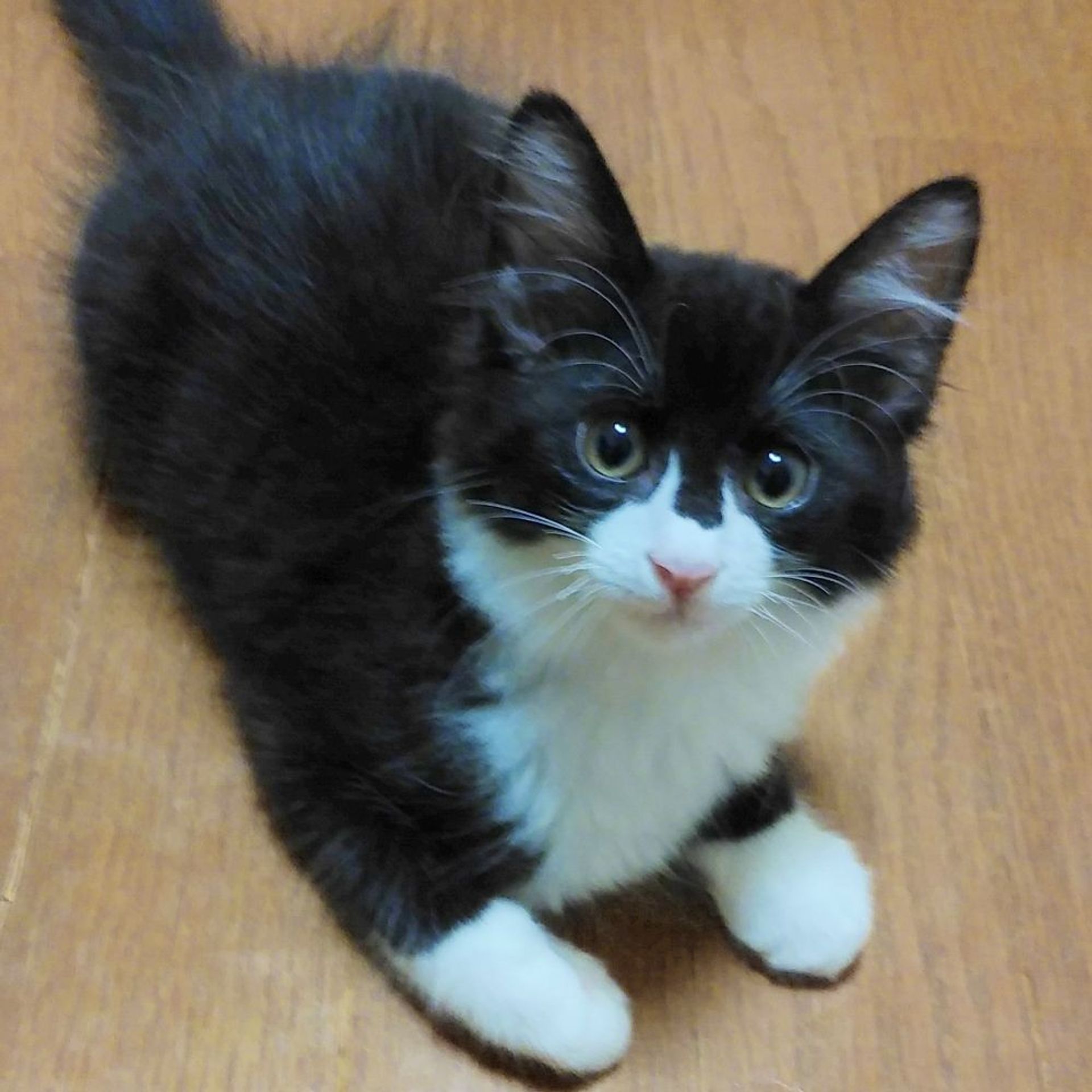 雑種（ミックス猫）・オスの里親募集の写真