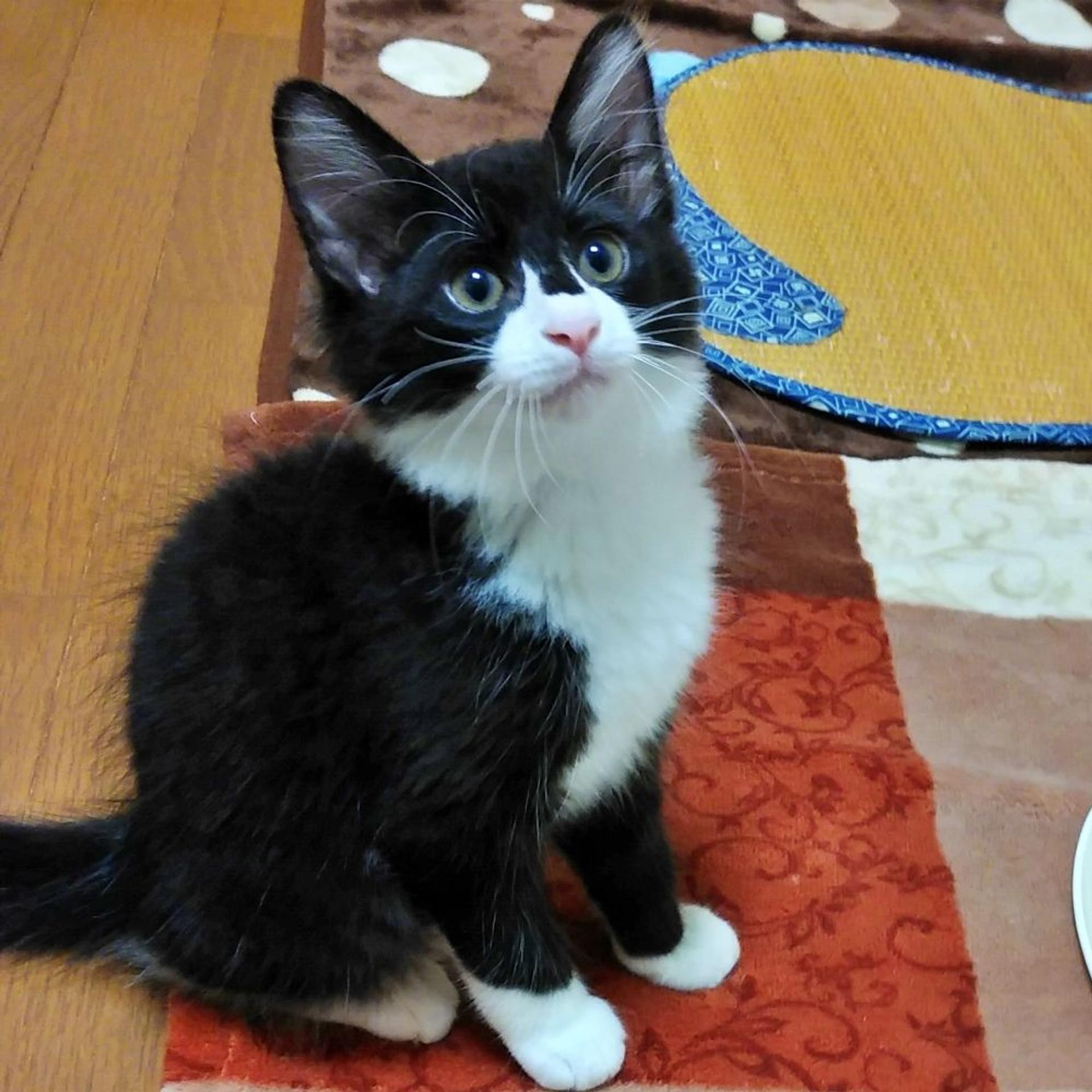 pet-image-2