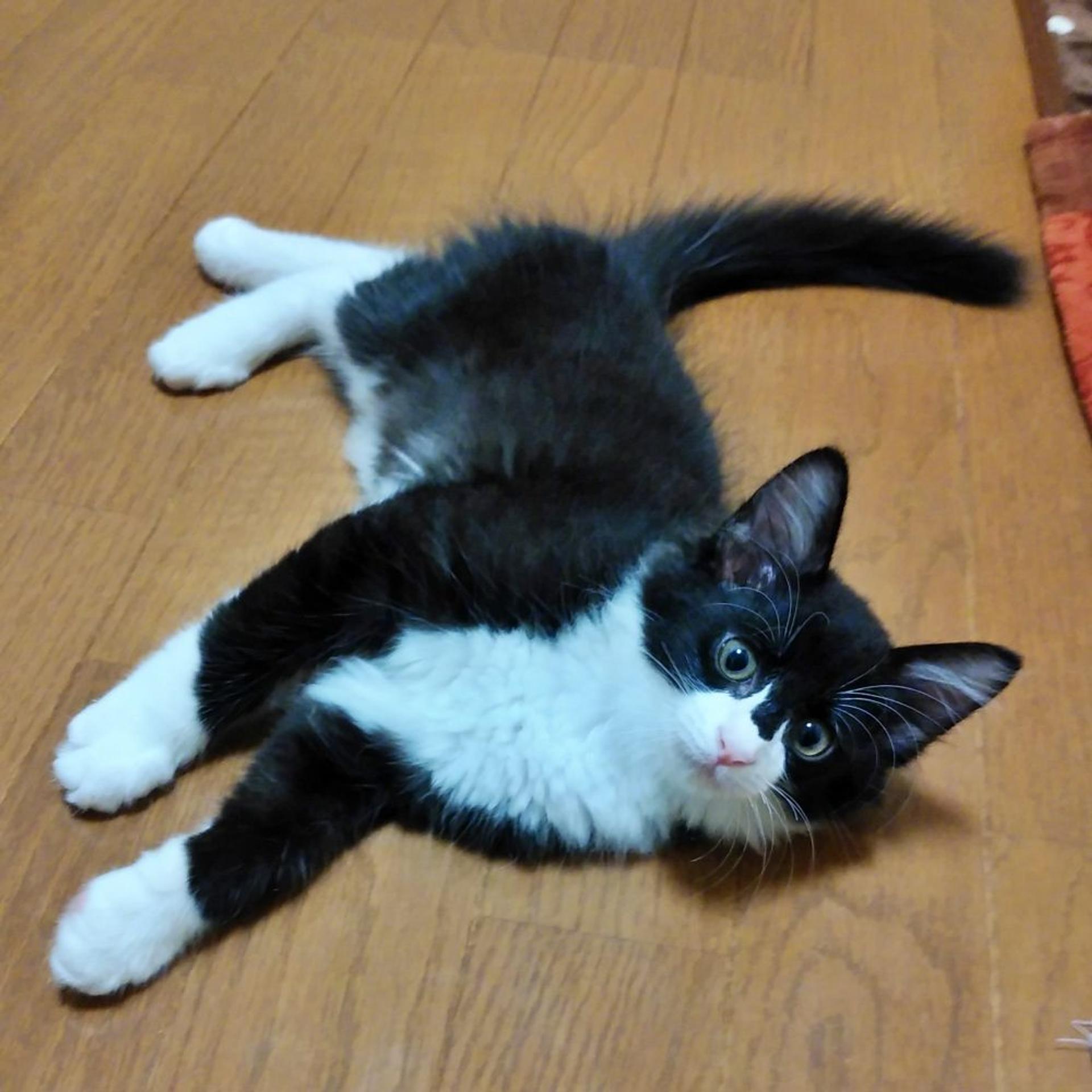pet-image-3