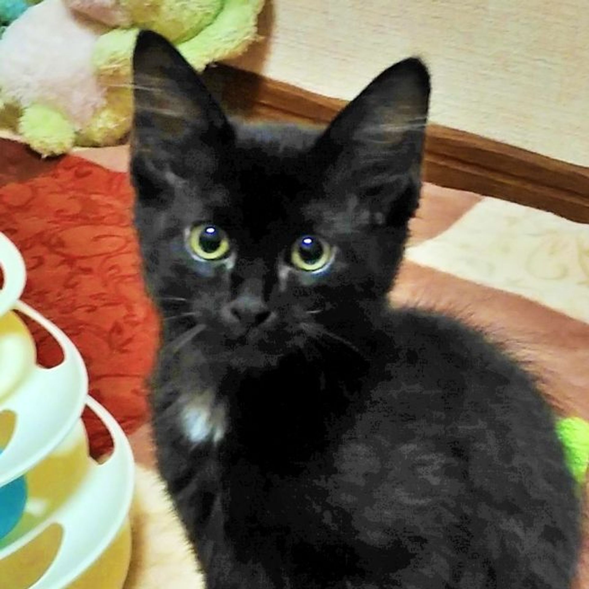 雑種（ミックス猫）・メスの里親募集の写真