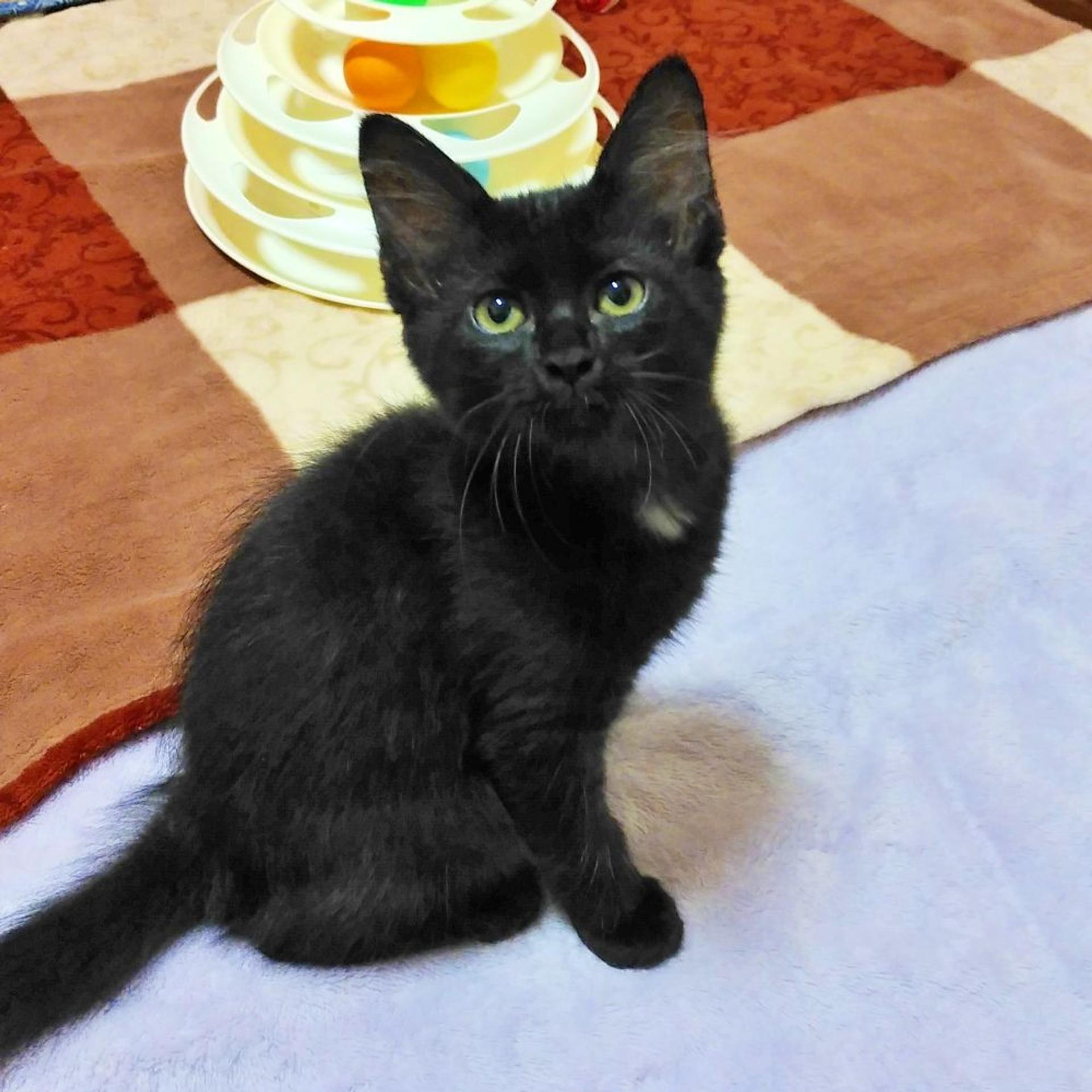 pet-image-2