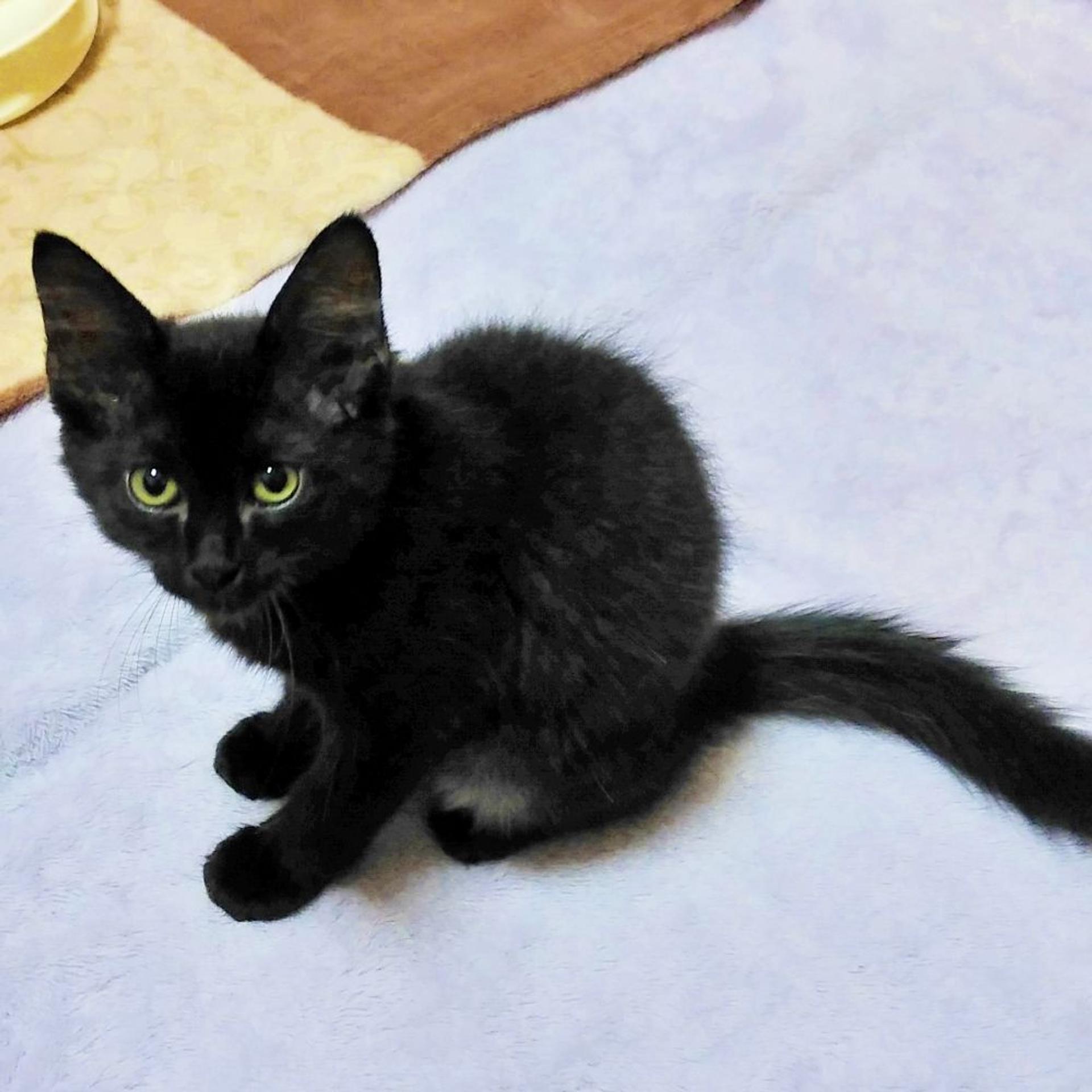 pet-image-3