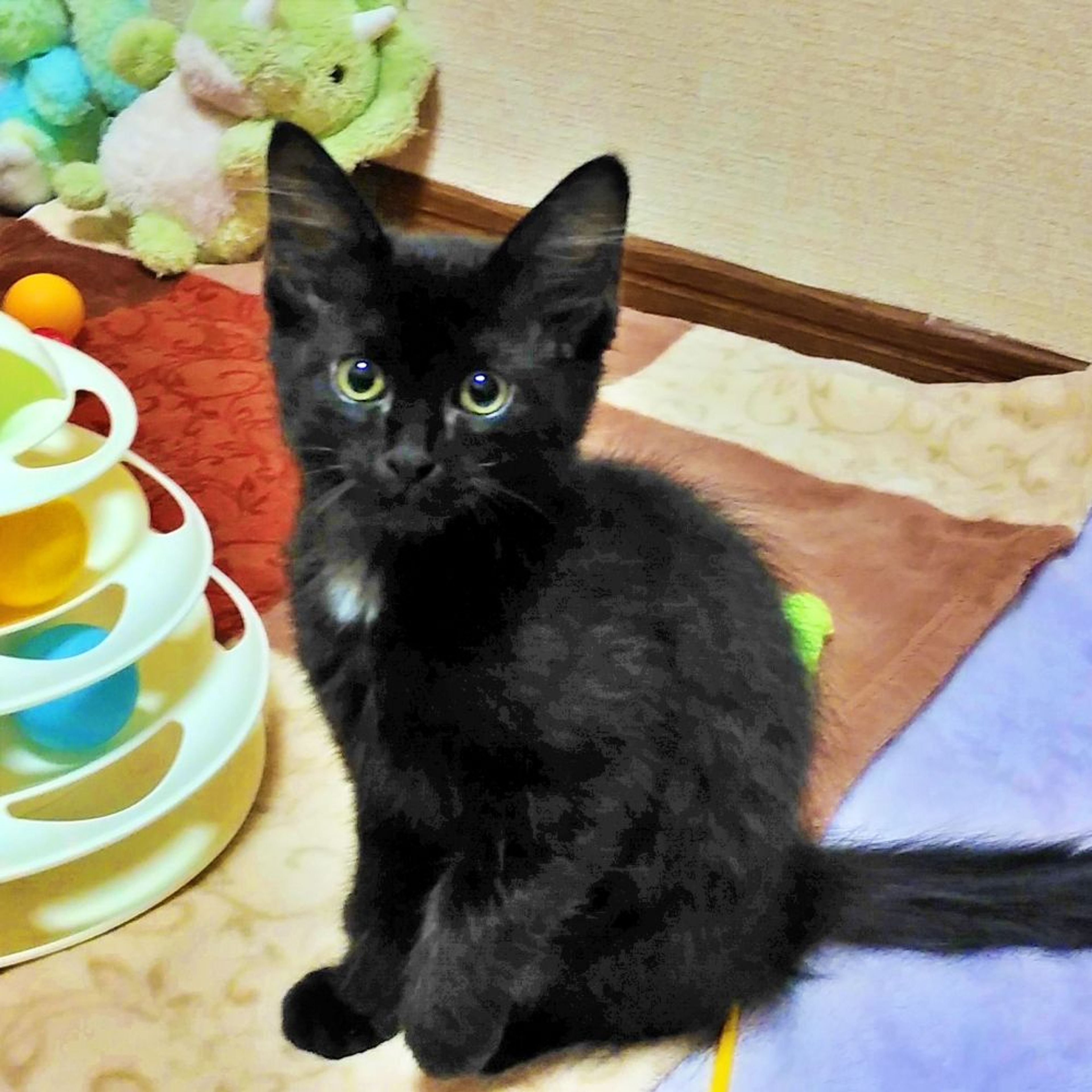 pet-image-4