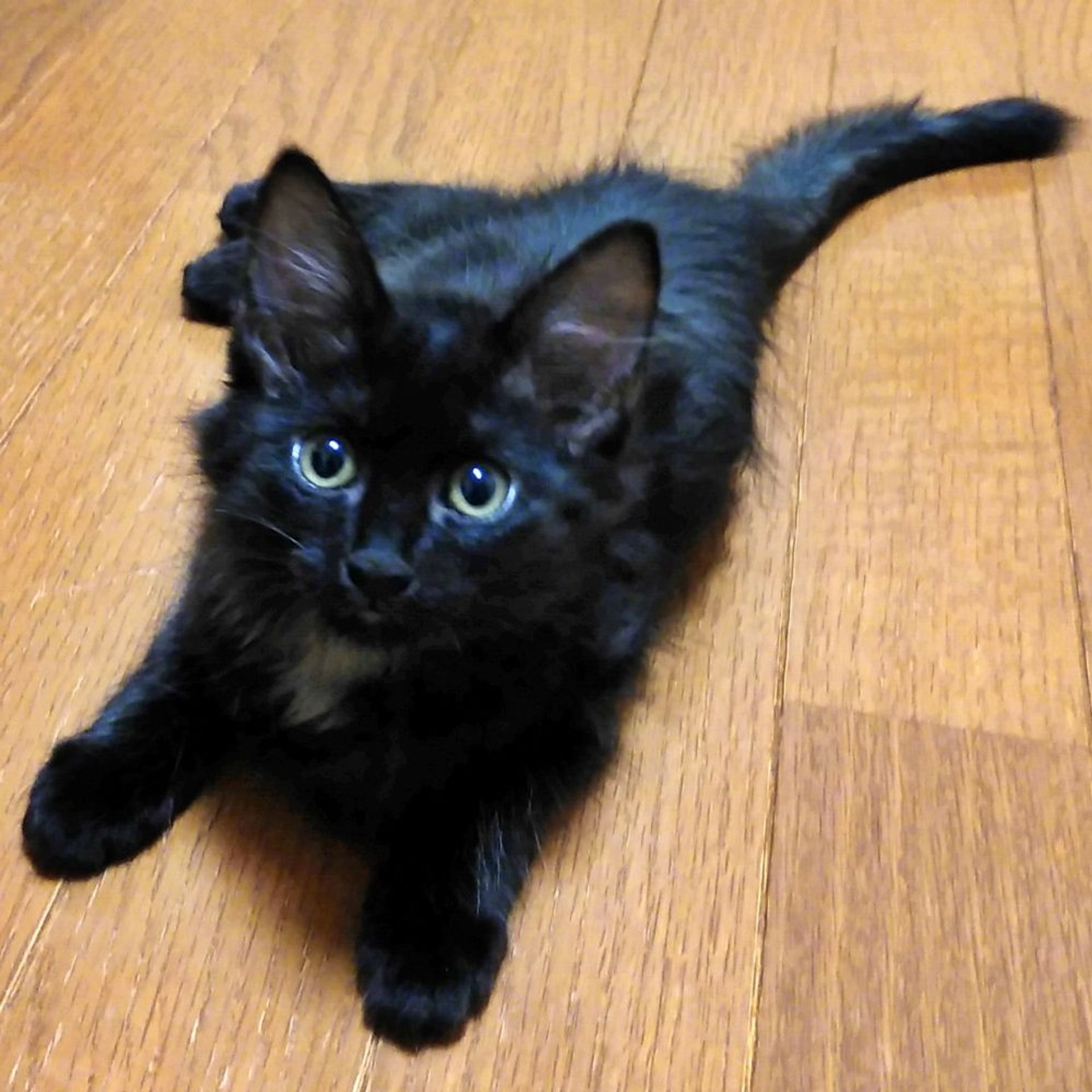 雑種（ミックス猫）・メスの里親募集の写真