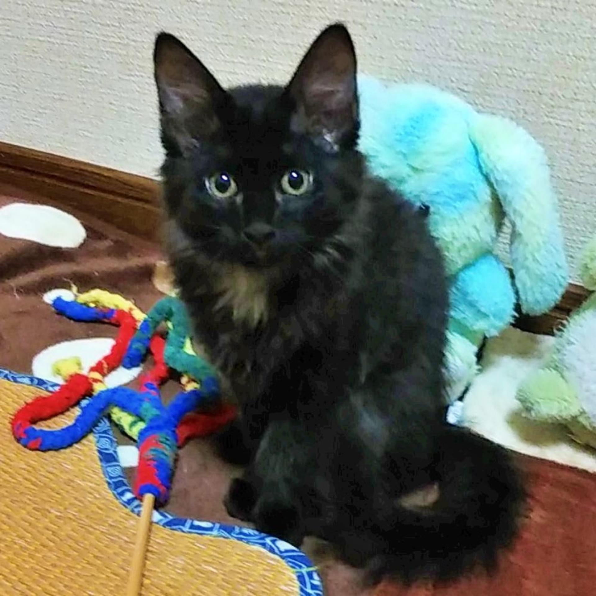 pet-image-3