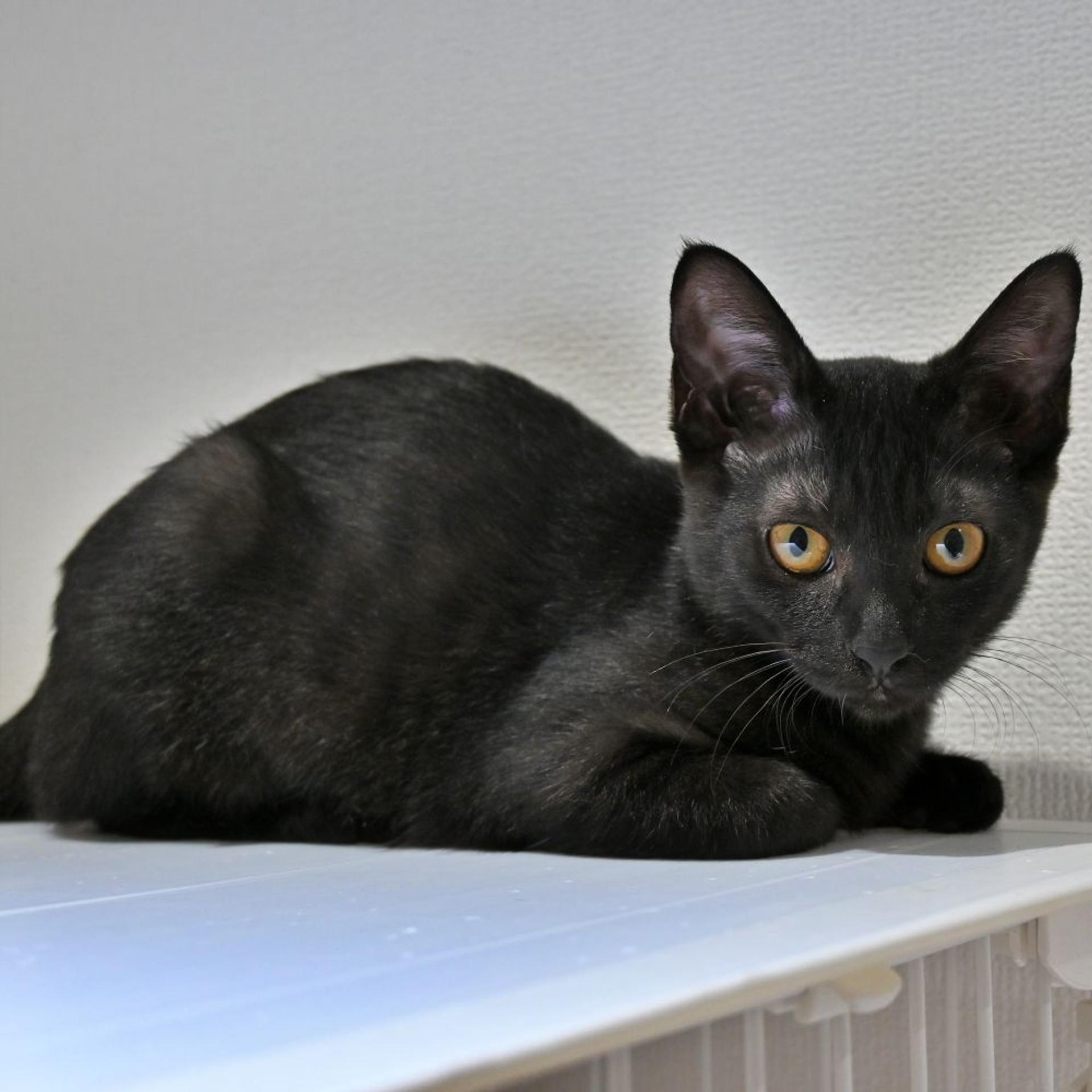 pet-image-3