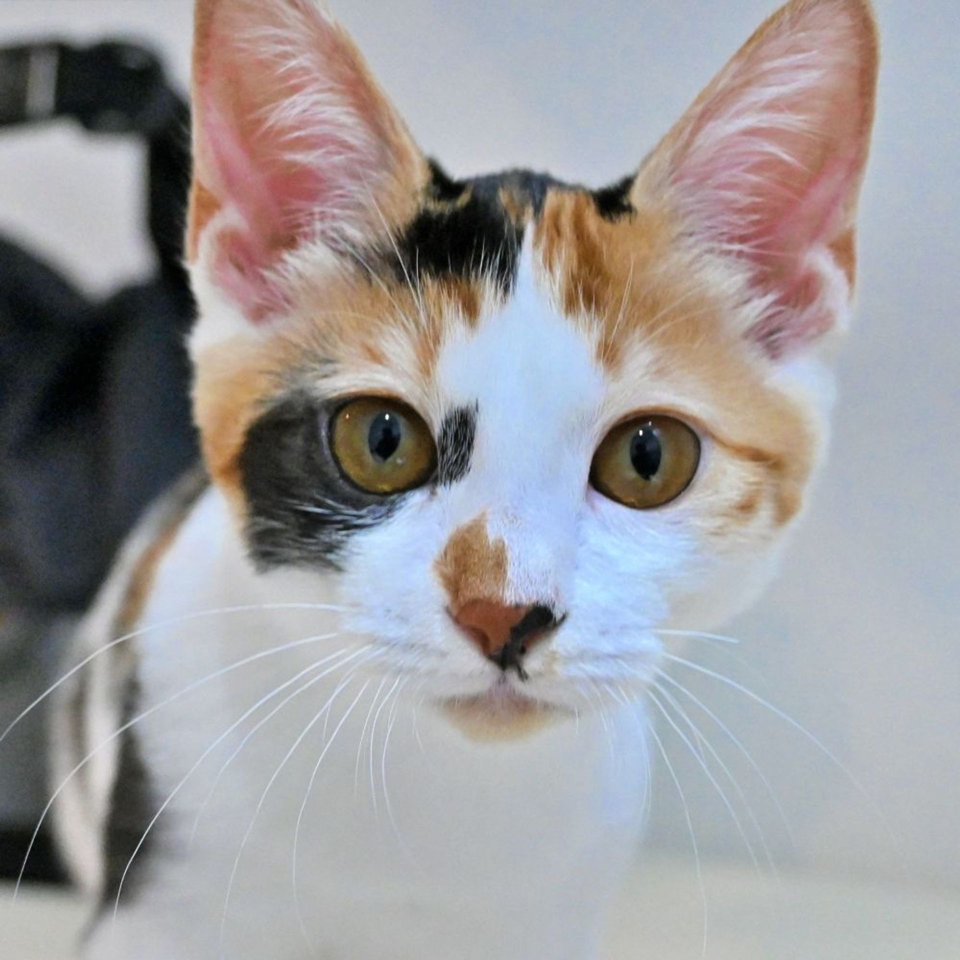 雑種（ミックス猫）・メスの里親募集の写真