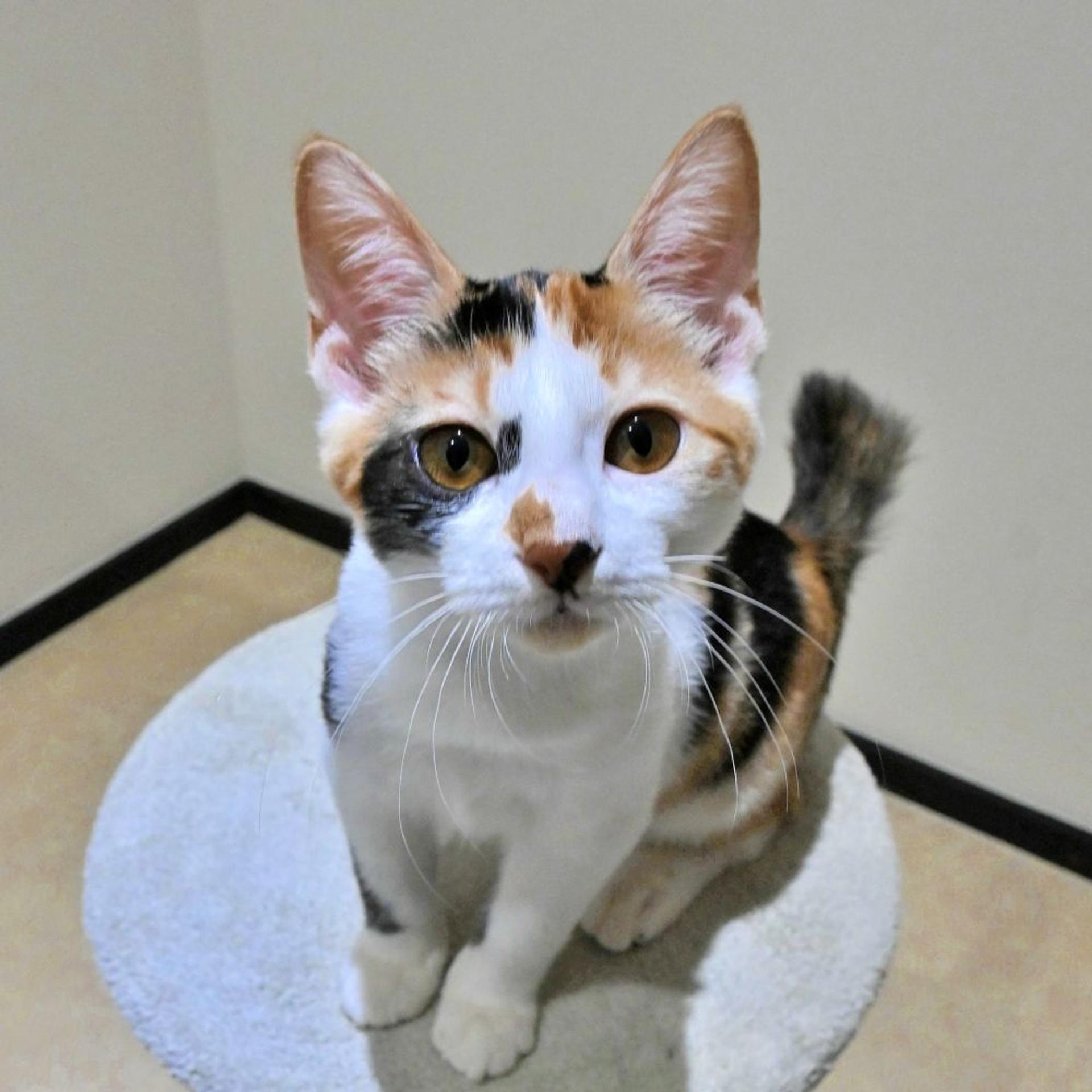 pet-image-2