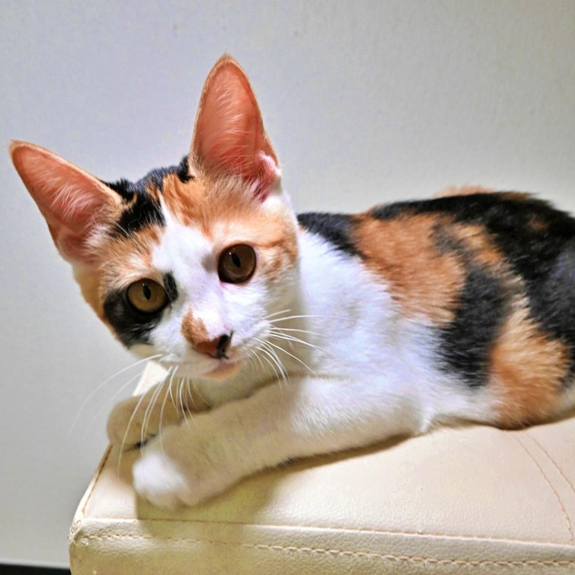 pet-image-3