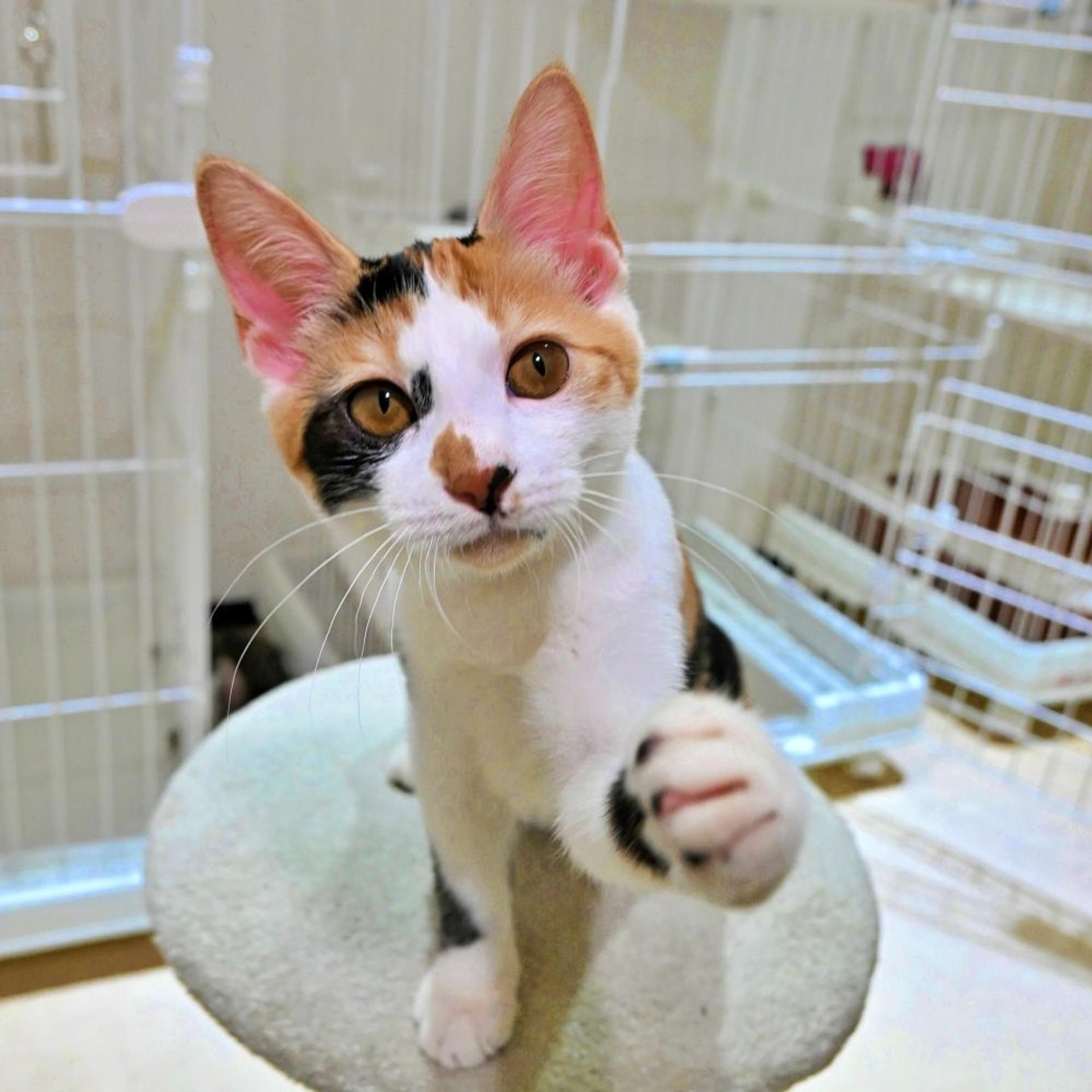 pet-image-4