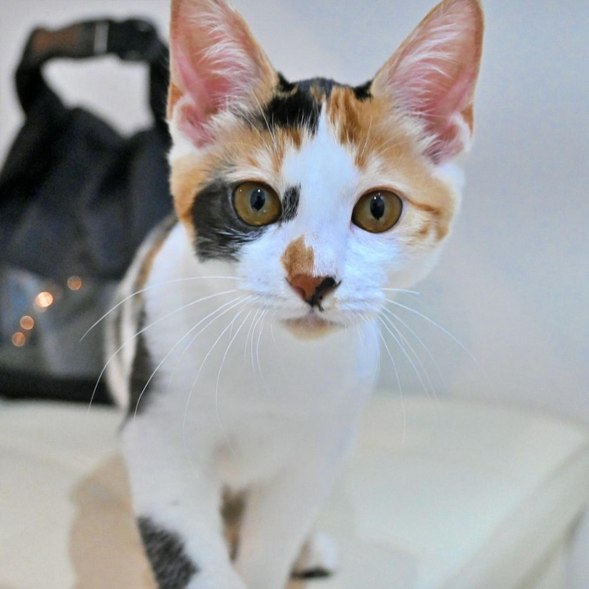 pet-image-5