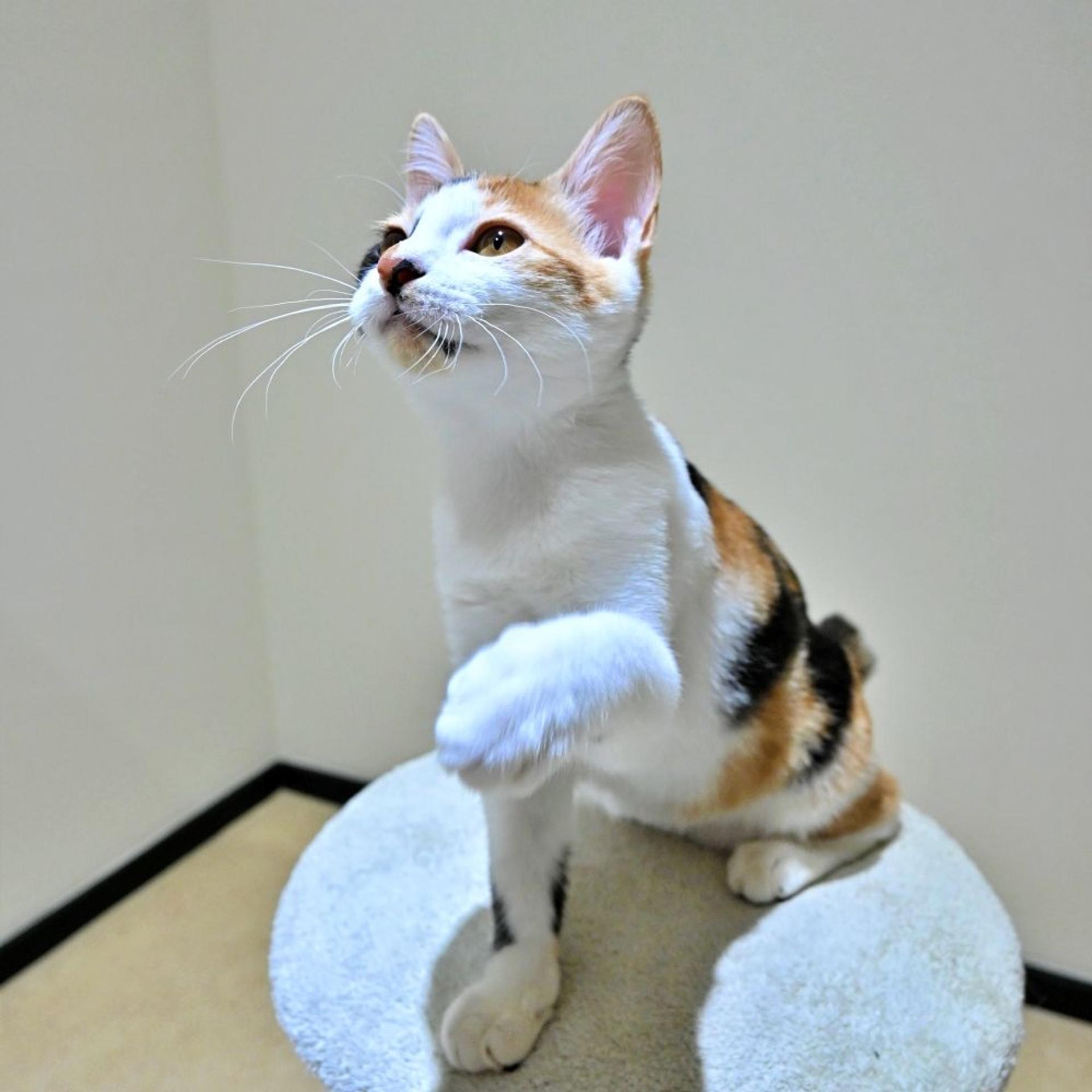pet-image-6