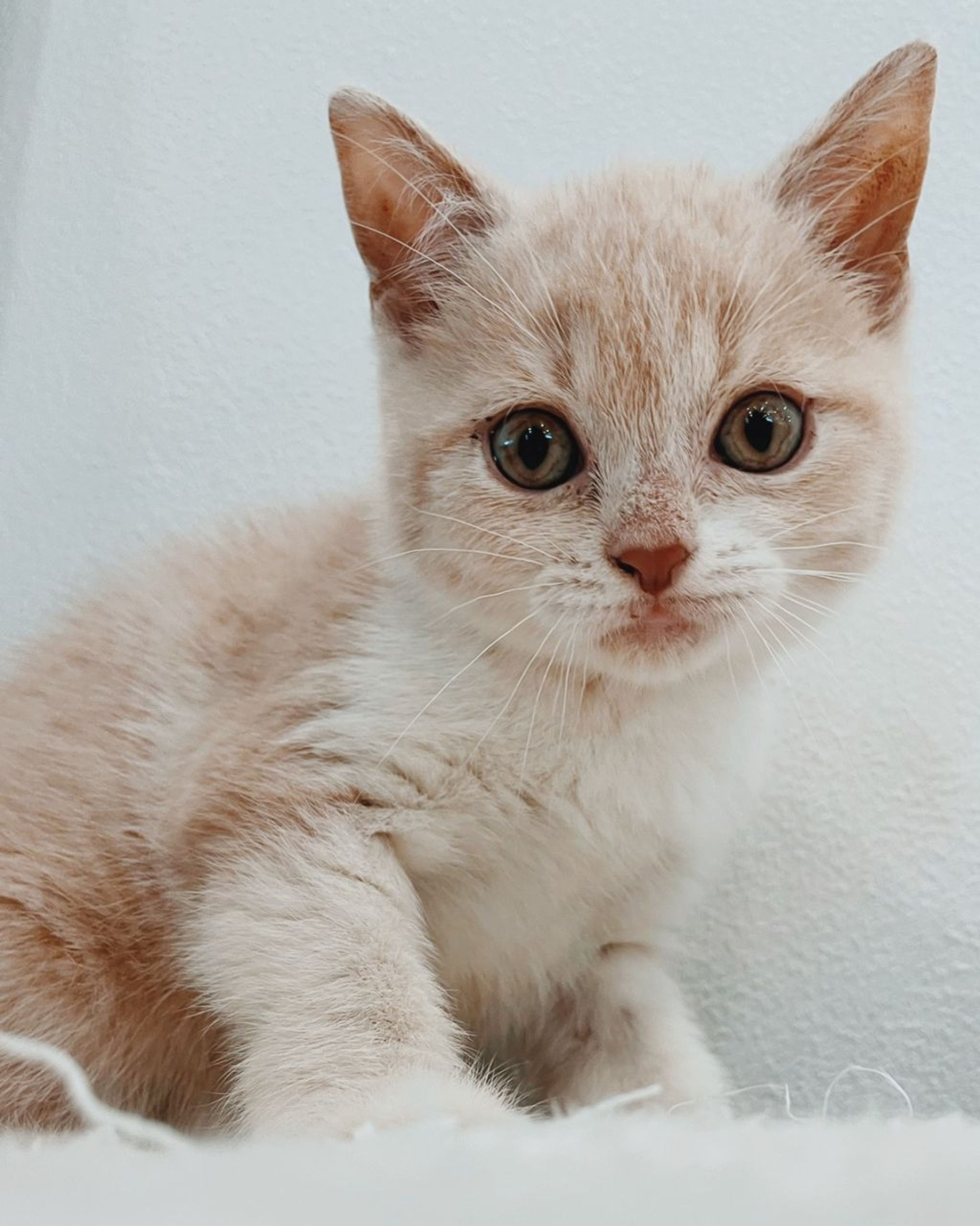 スコティッシュフォールド・オスの里親募集の写真
