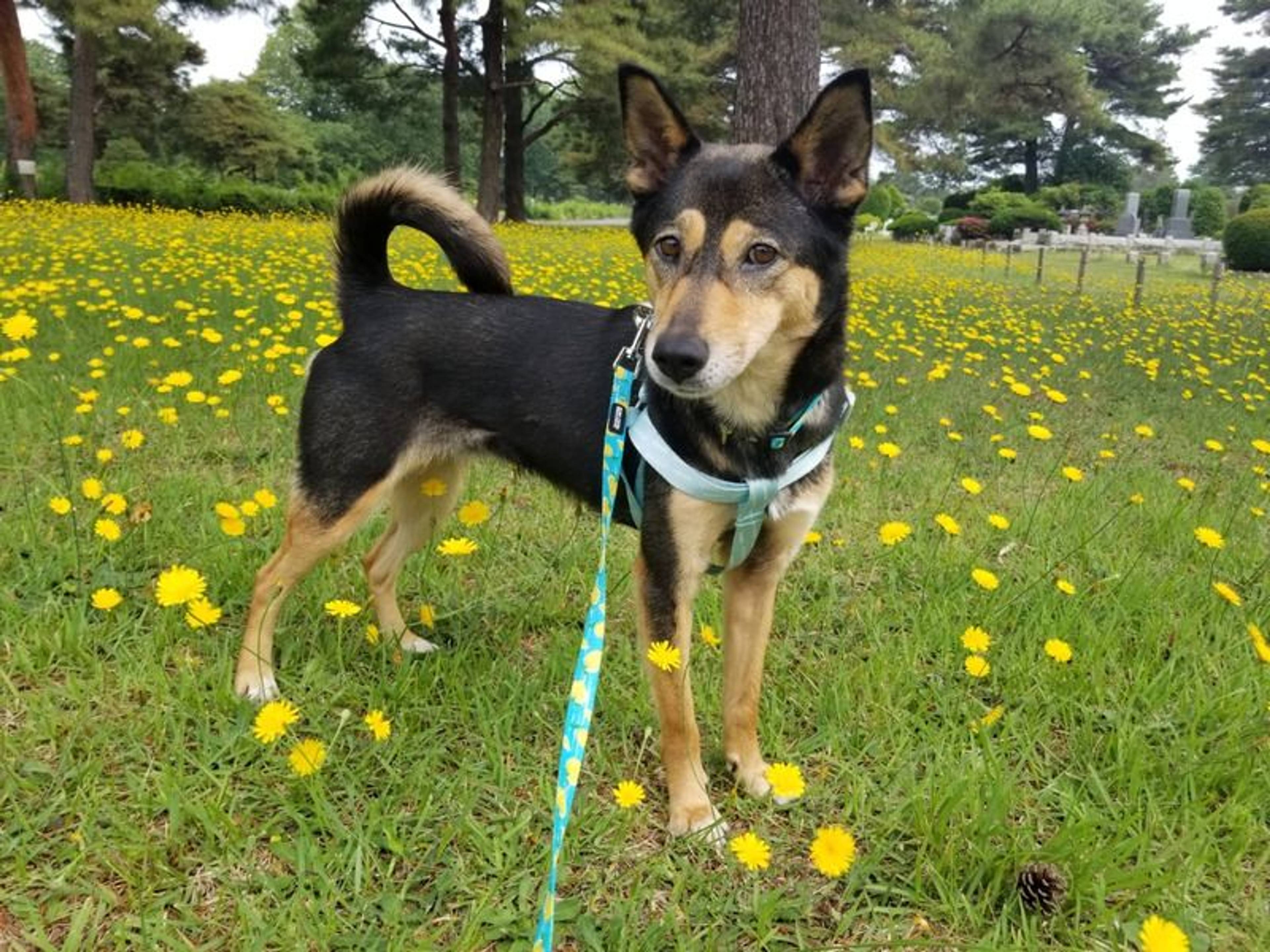 雑種（ミックス犬）・メスの里親募集の写真