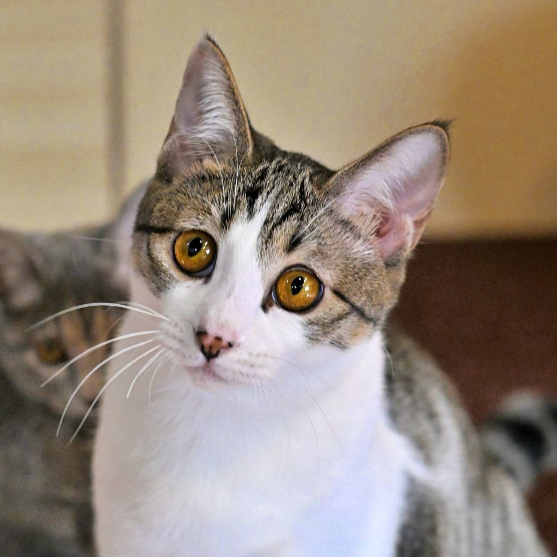 雑種（ミックス猫）・メスの里親募集の写真