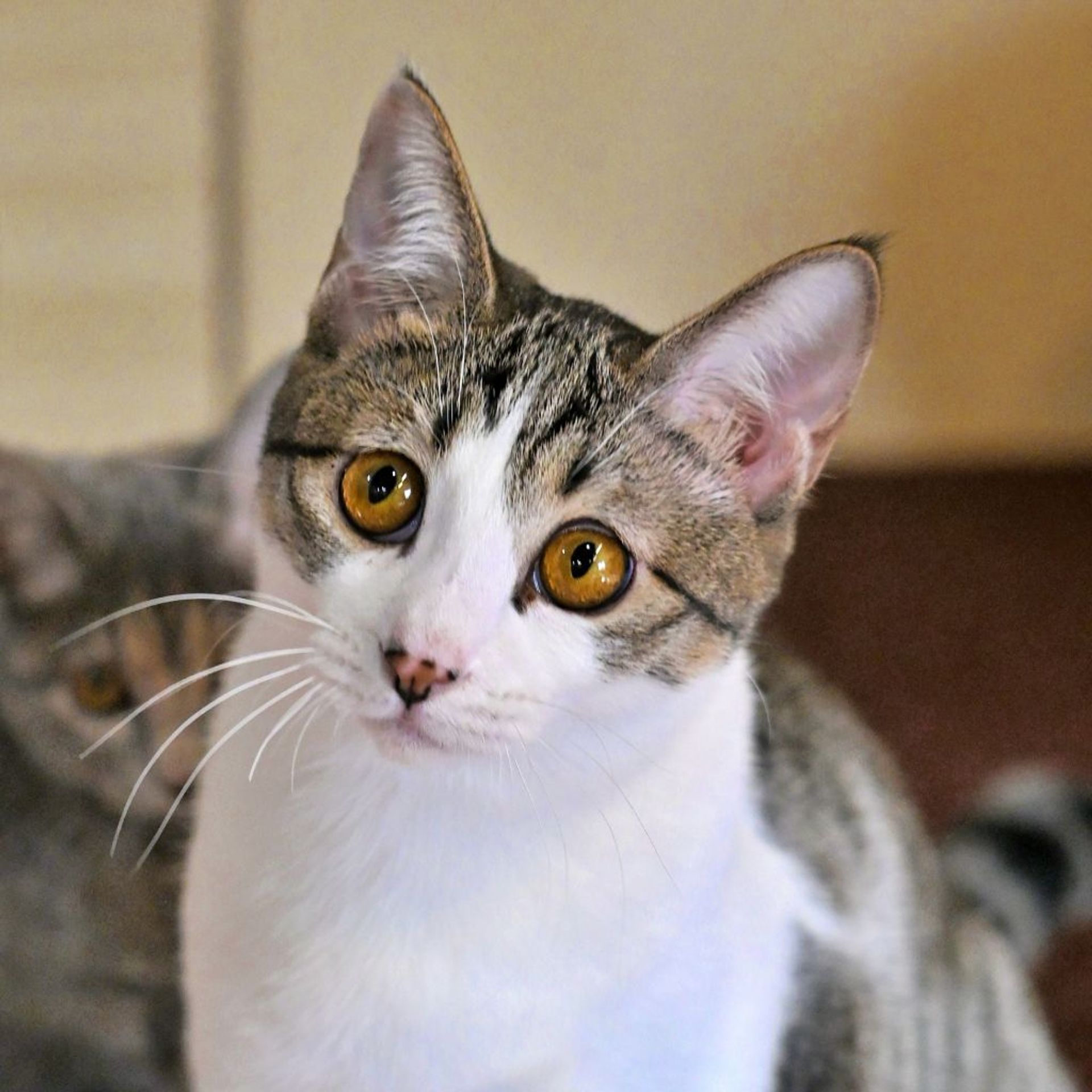雑種（ミックス猫）・メスの里親募集の写真