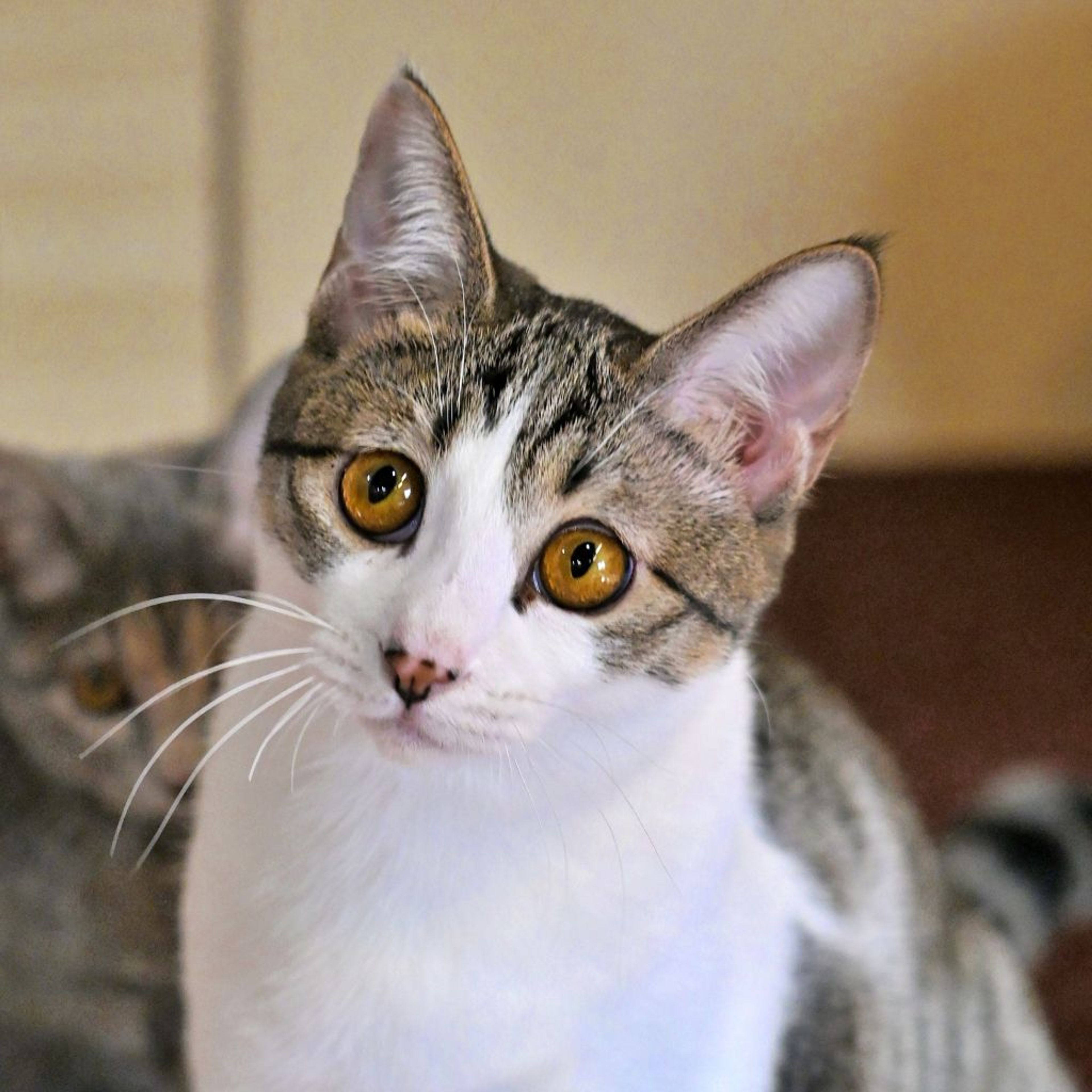 雑種（ミックス猫）・メスの里親募集の写真