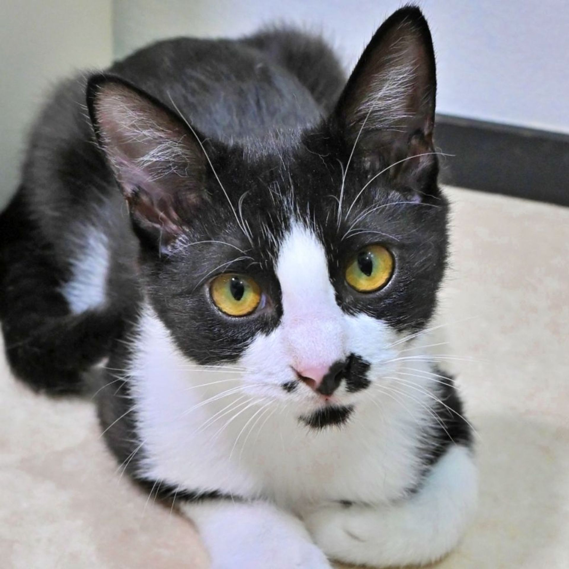 雑種（ミックス猫）・オスの里親募集の写真