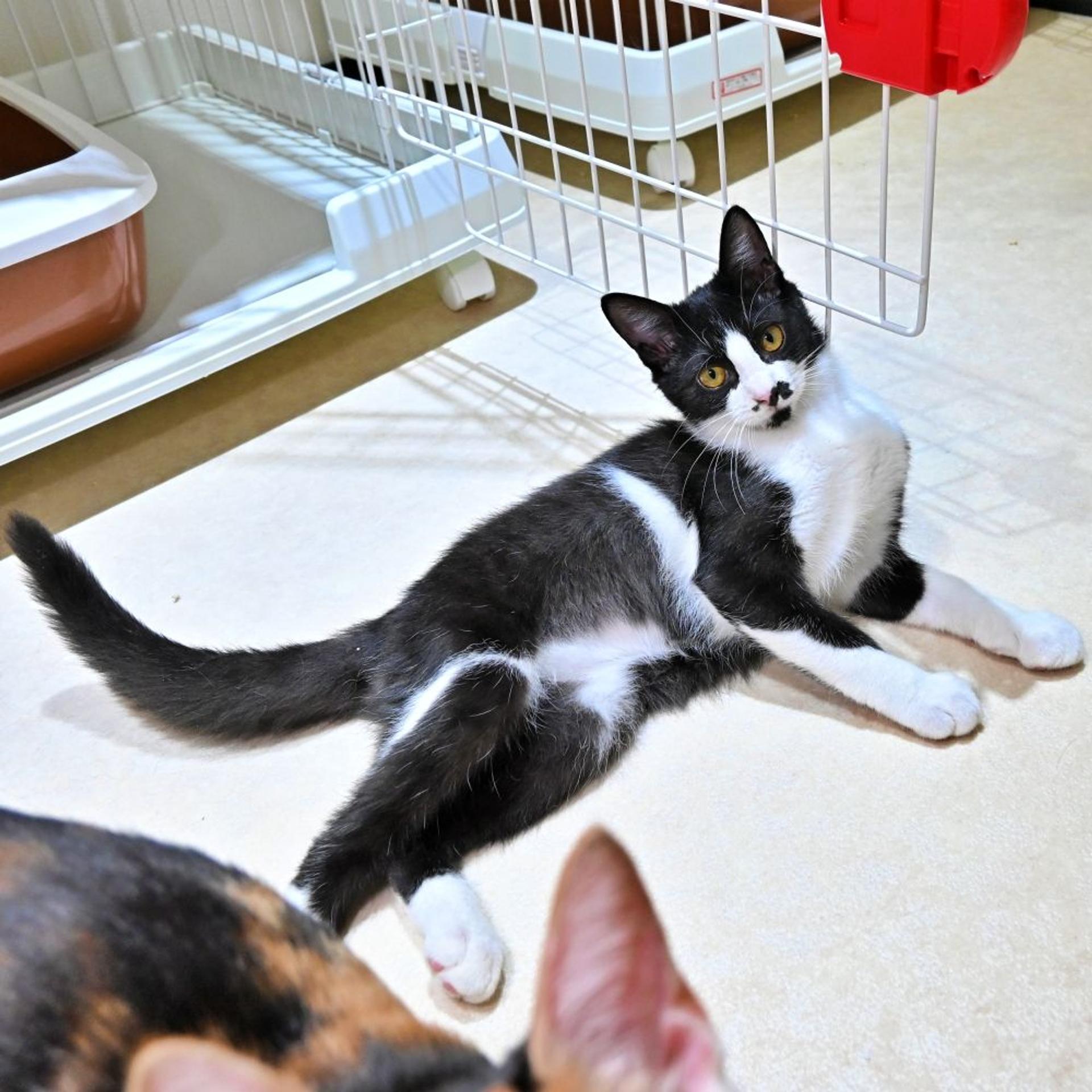 pet-image-3