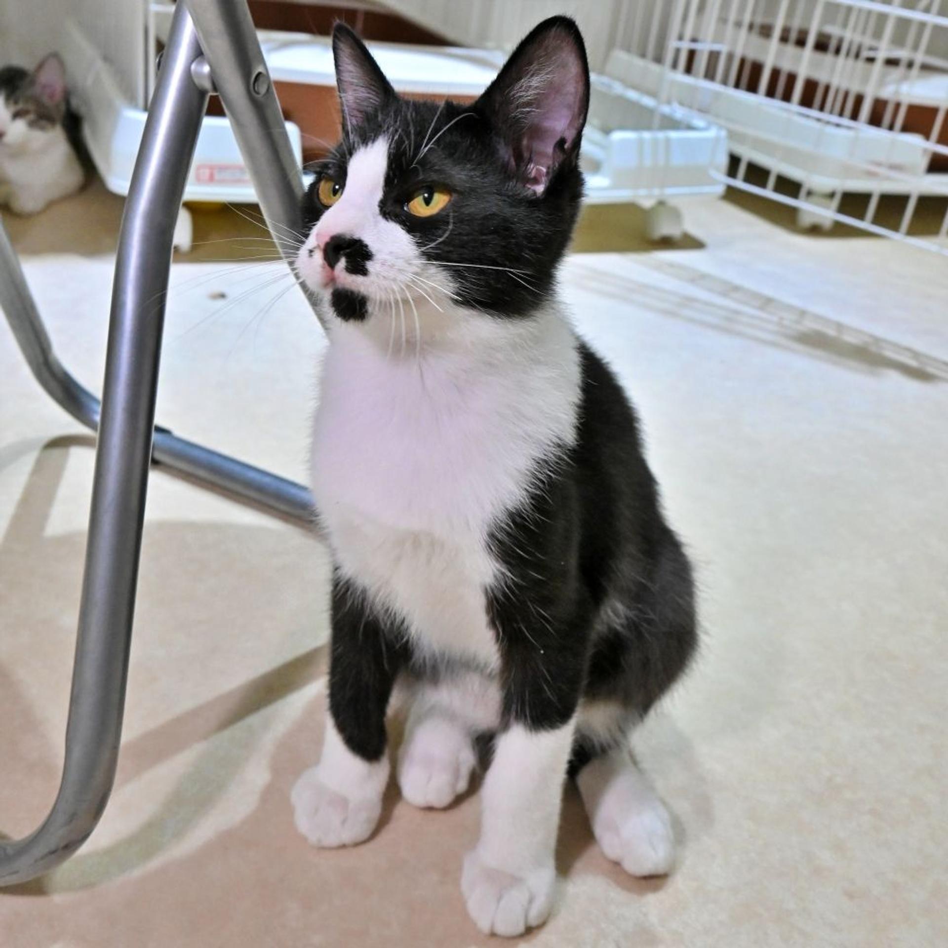 pet-image-4