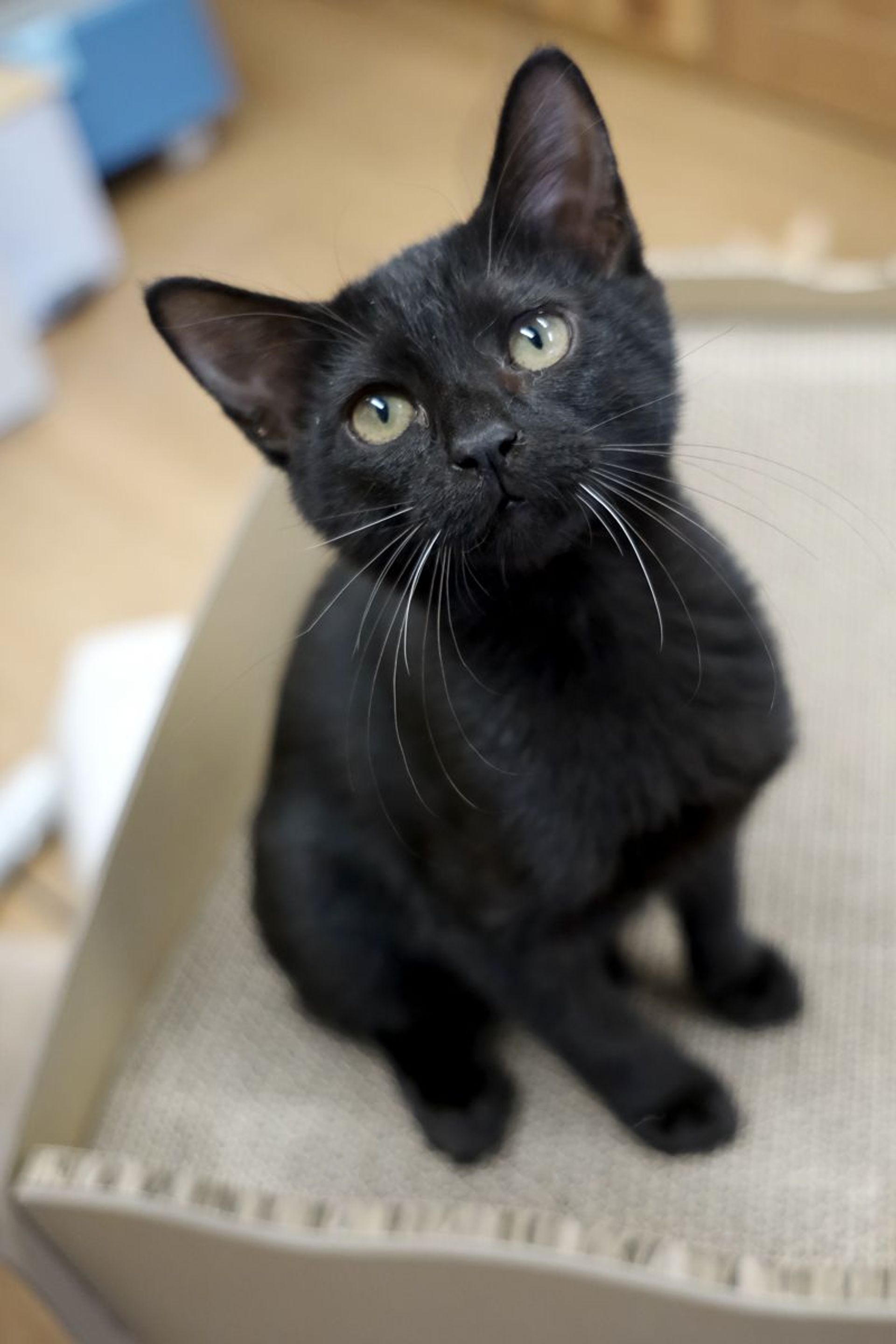 雑種（ミックス猫）・メスの里親募集の写真