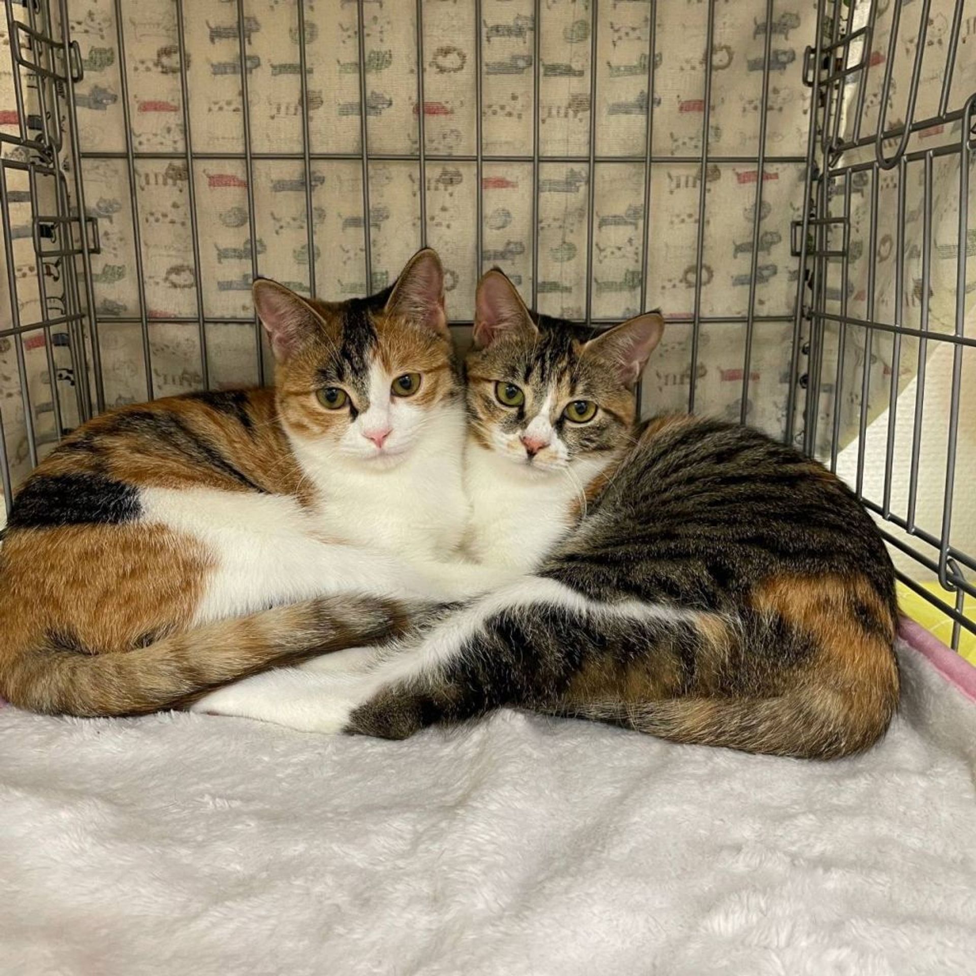 日本猫・メスの里親募集の写真