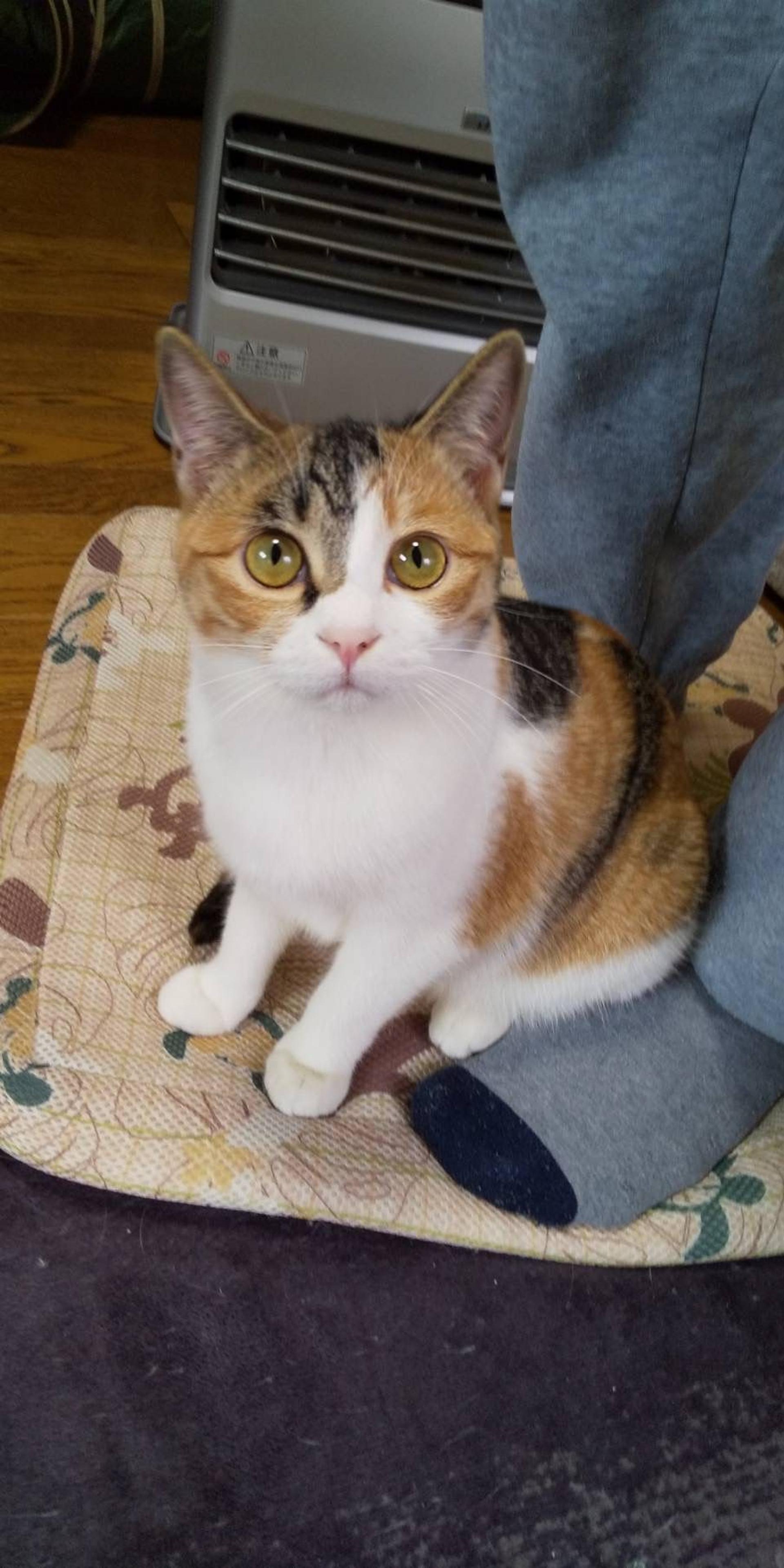 pet-image-2