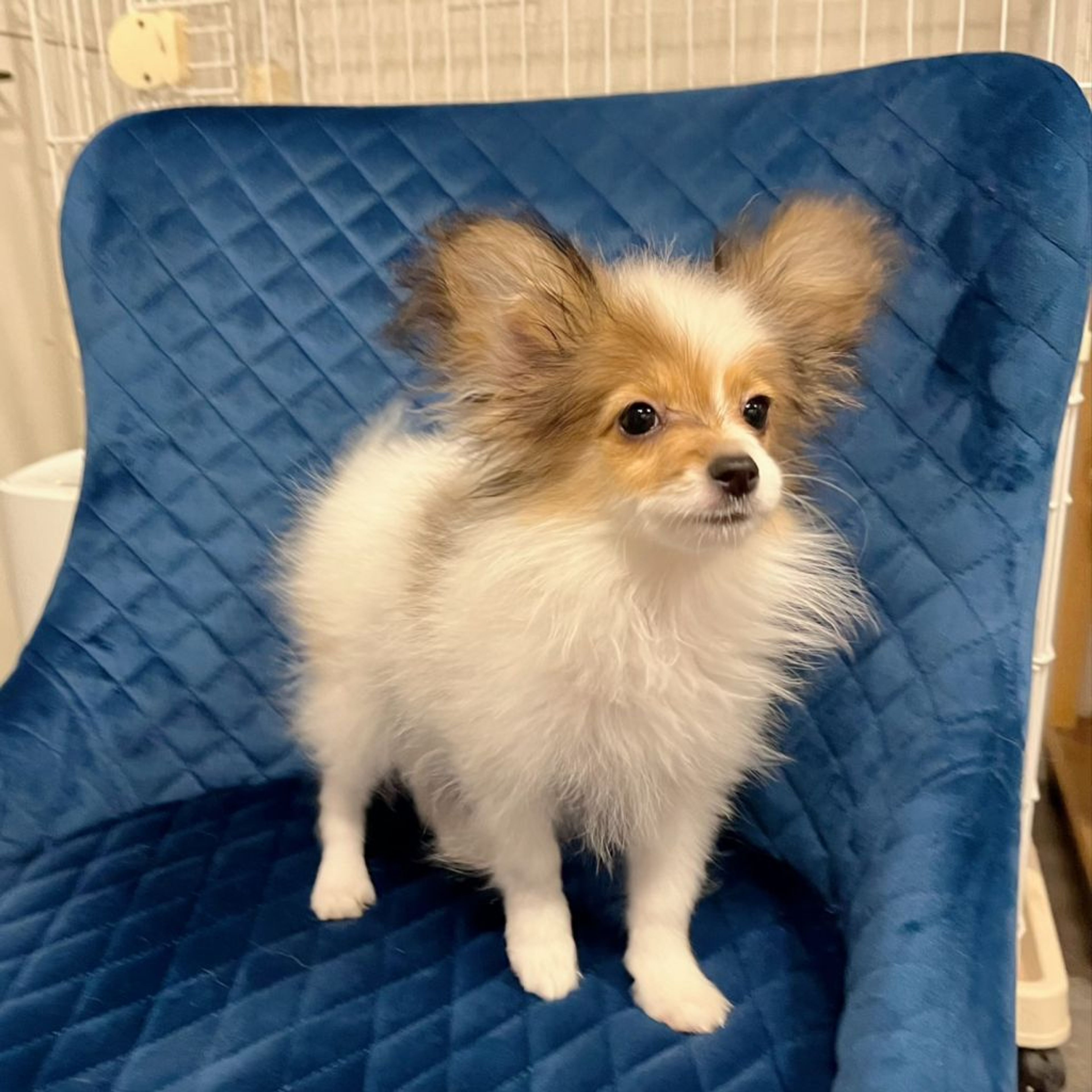 pet-image-2
