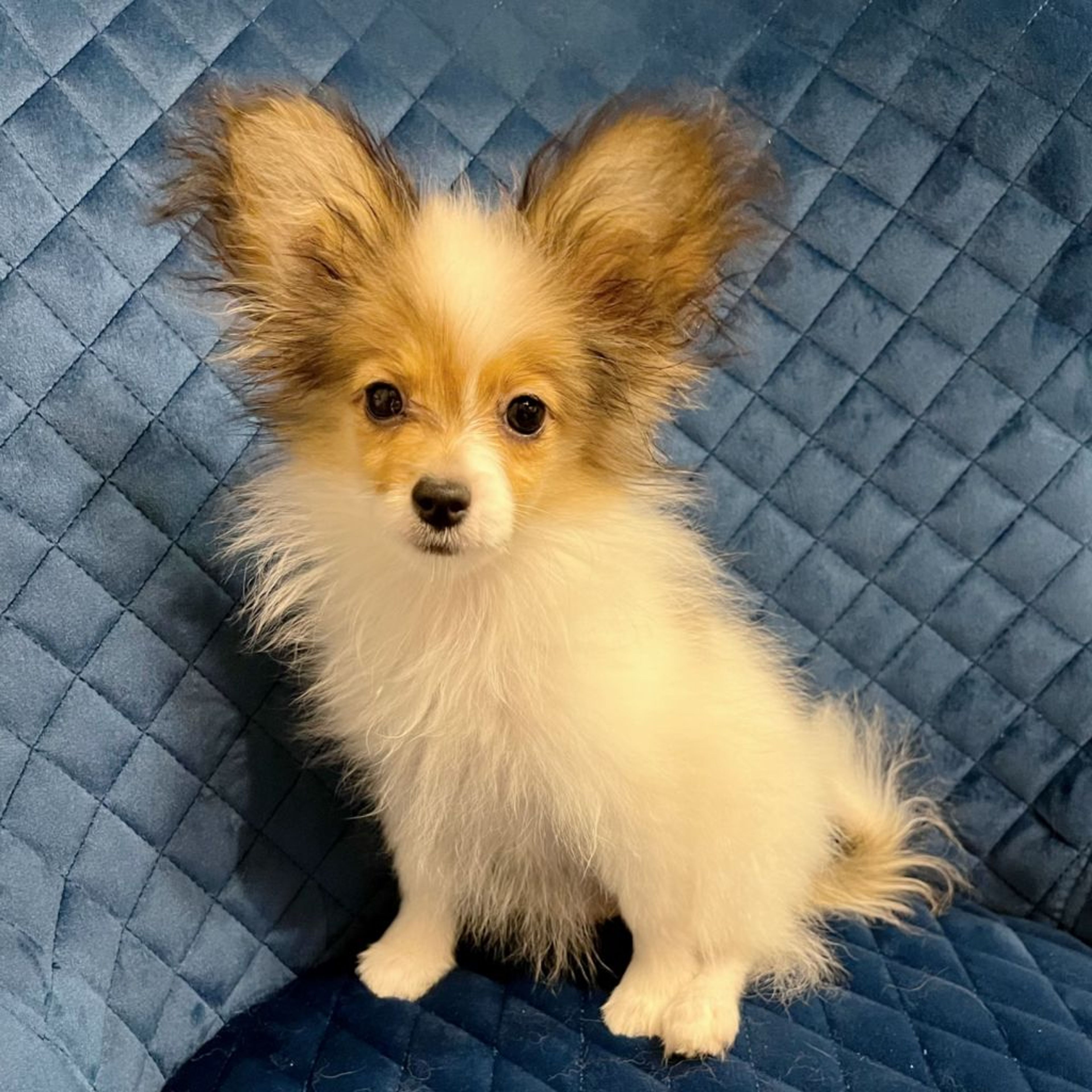 pet-image-3
